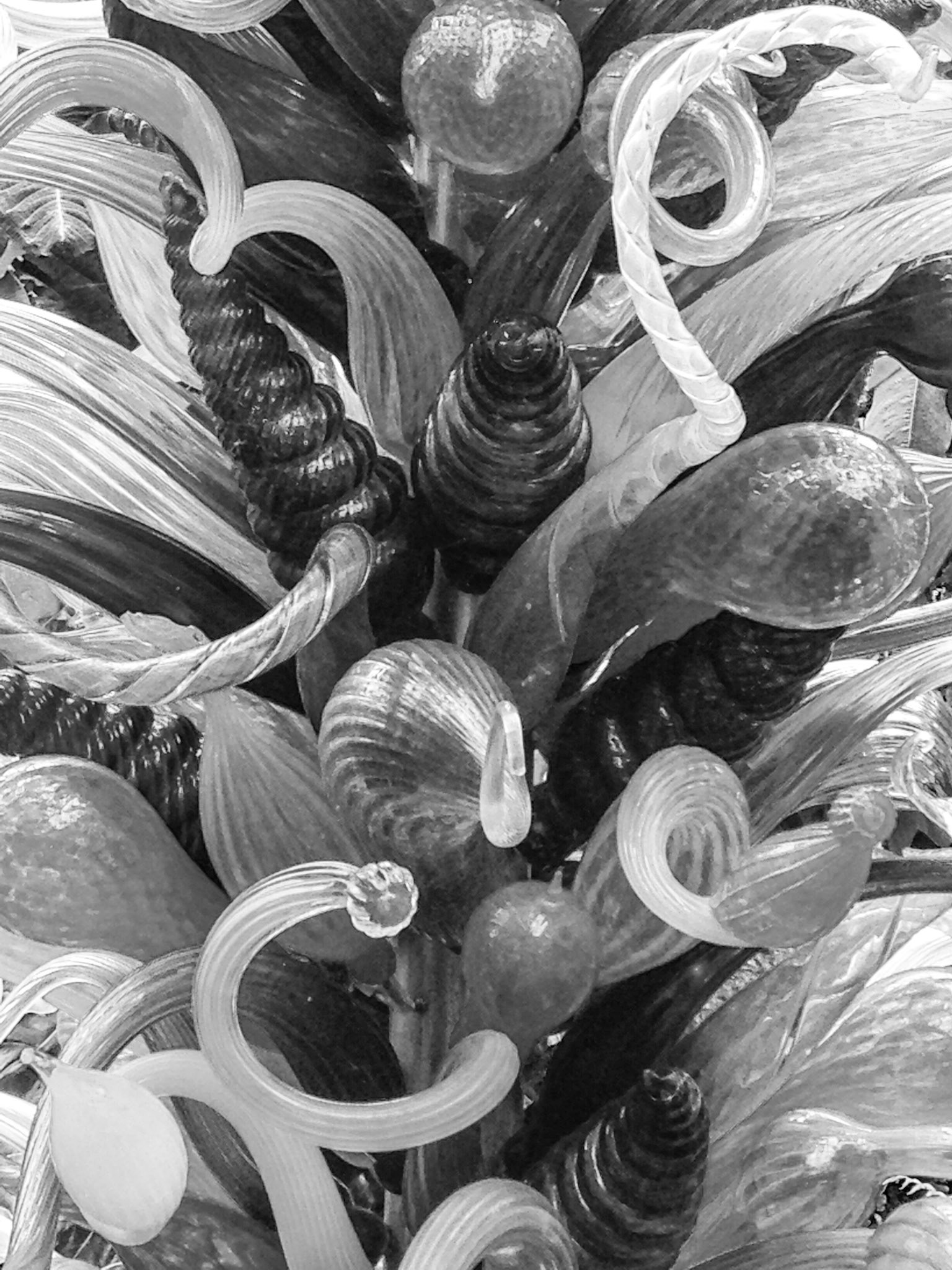 Chihuly Glass Flower B&amp;W