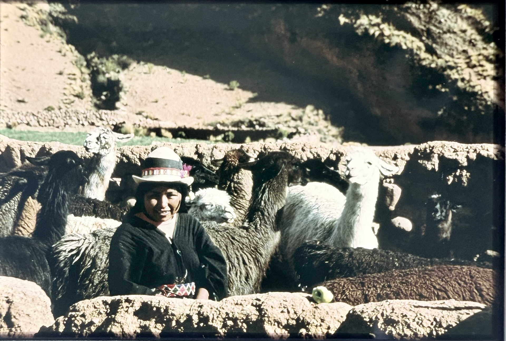 Llamas Shepherd