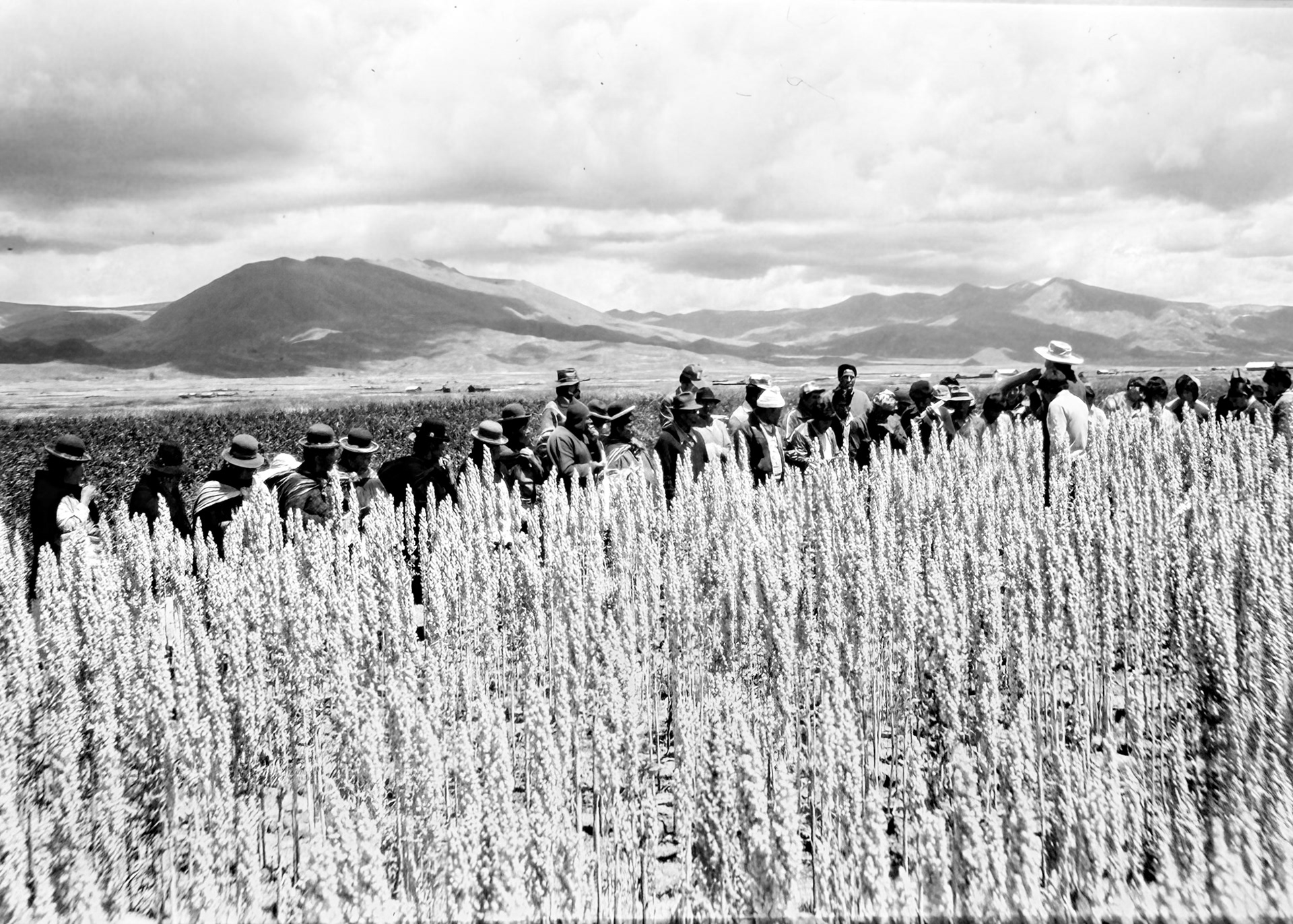 Quinoa Growers-Sur Lipez Potosi