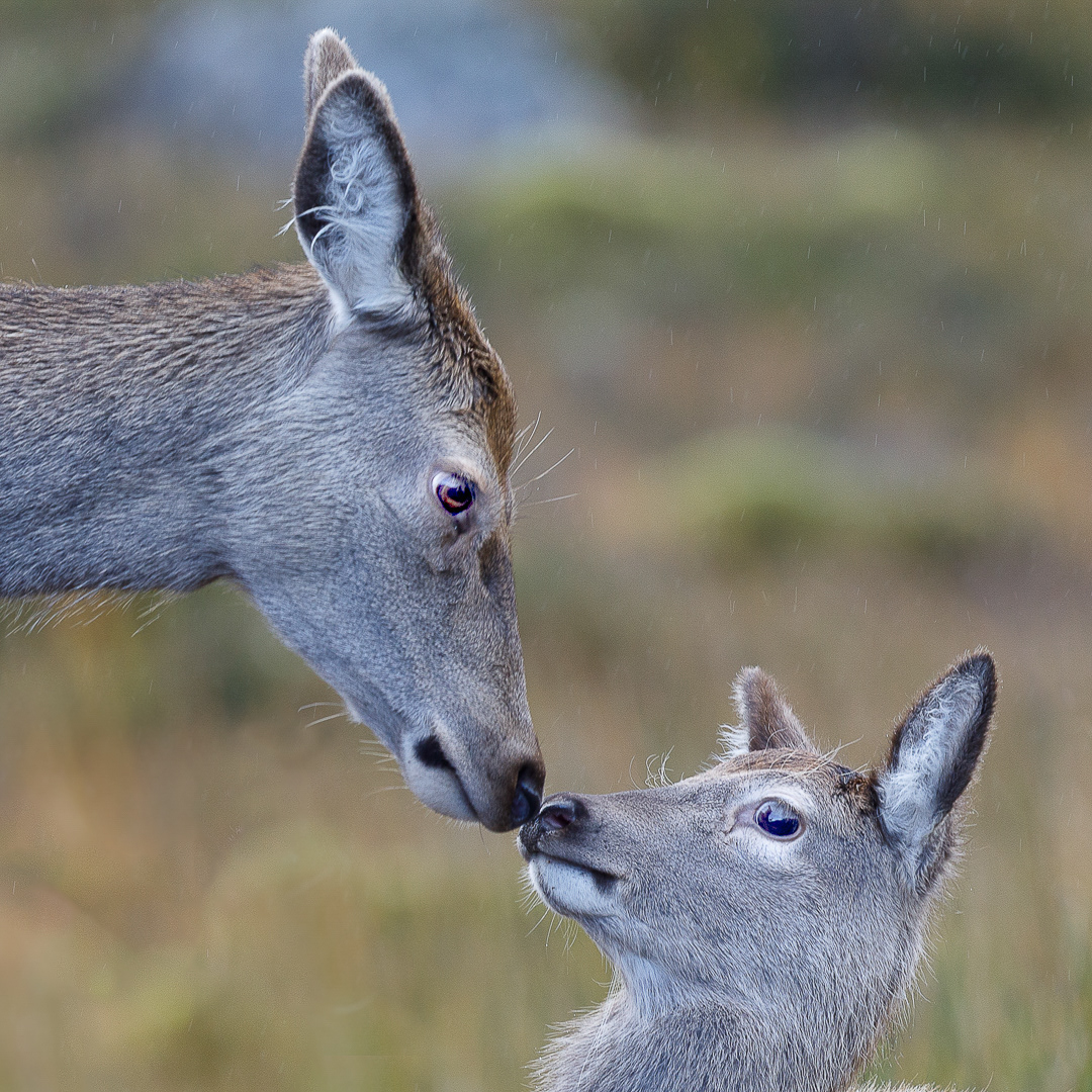 Red Deer