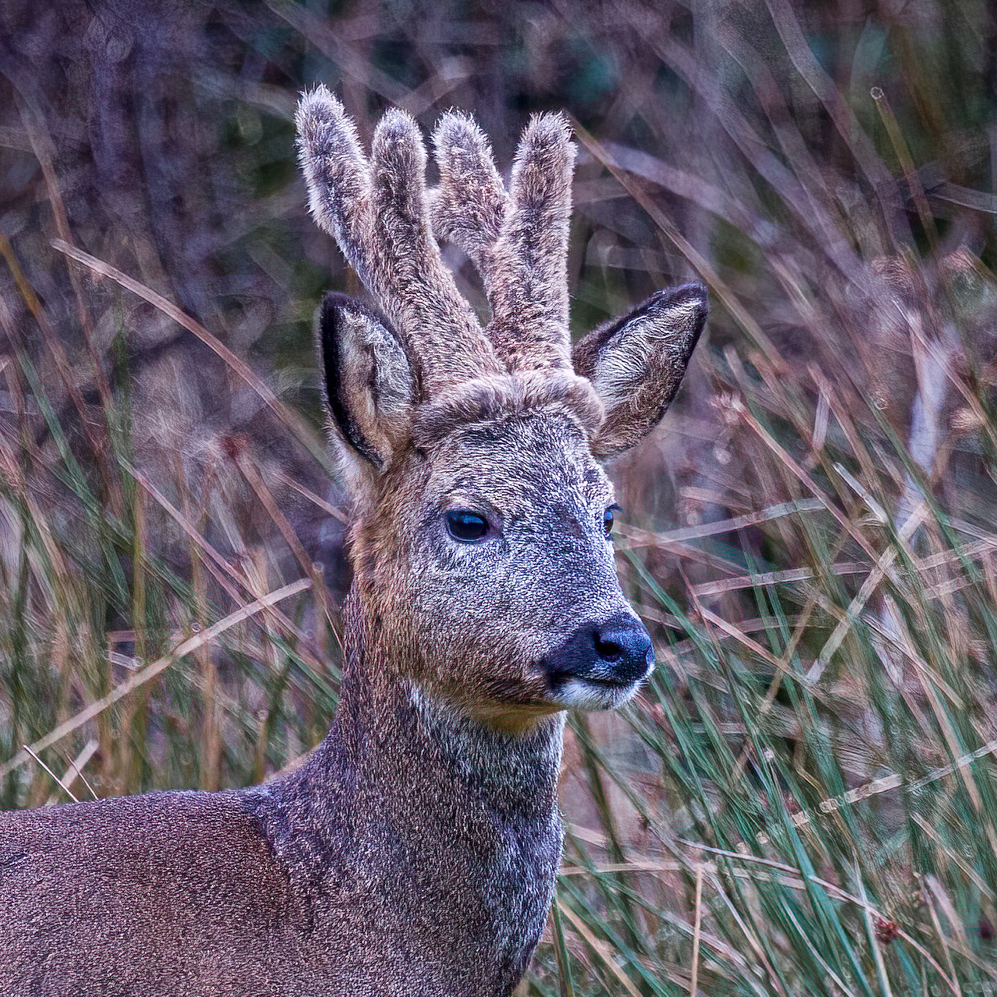 Roe Deer buck in velvet