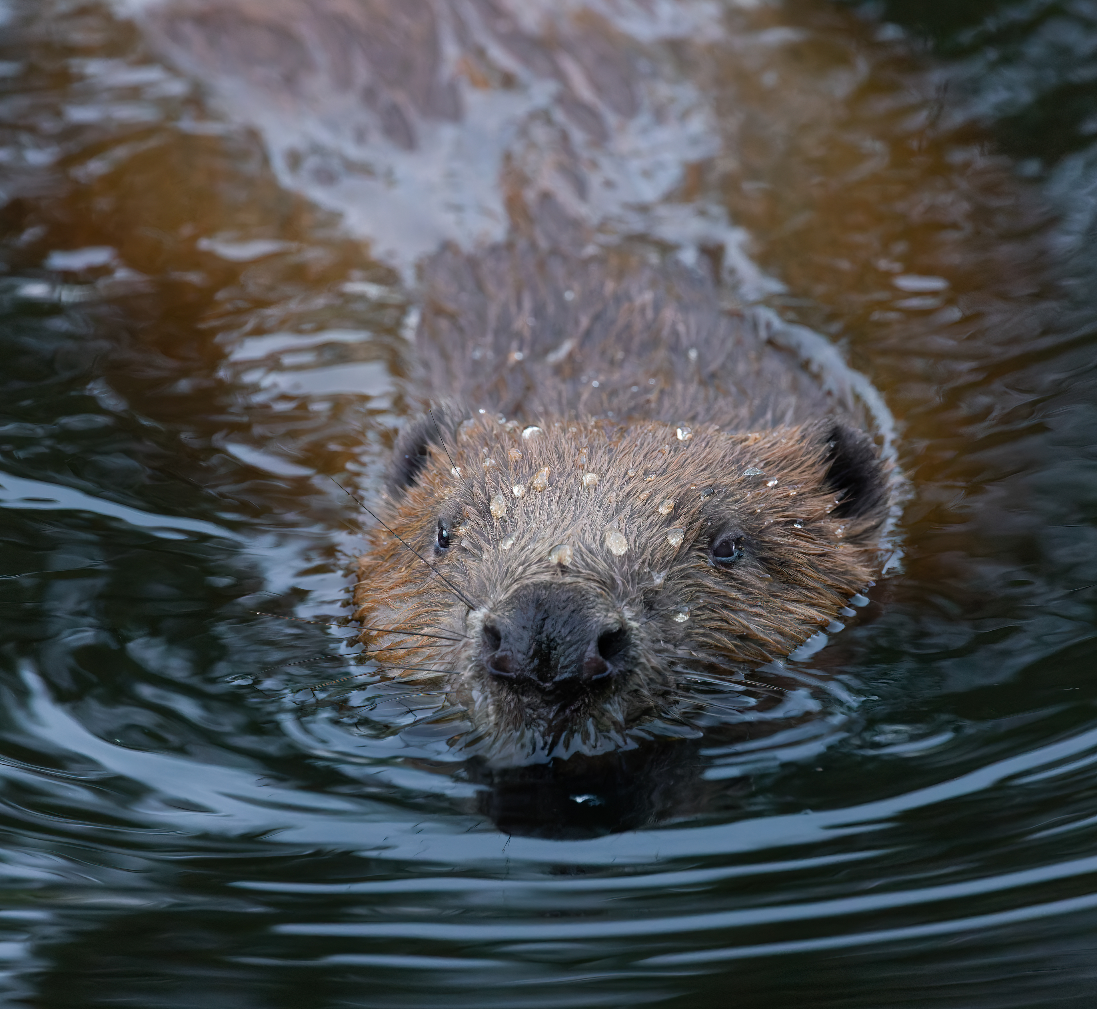 Relocated Argaty Beaver kit