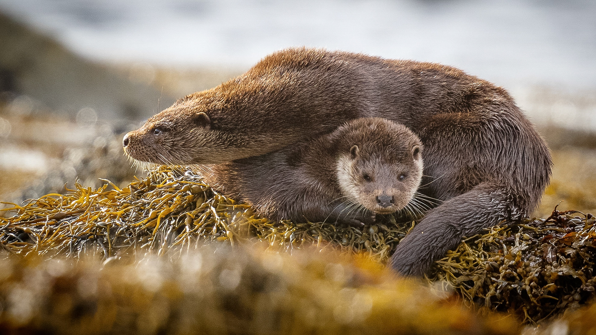 Otters (mother and cub) in Loch na Cille