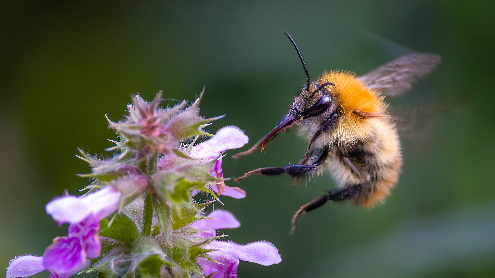Carder Bee