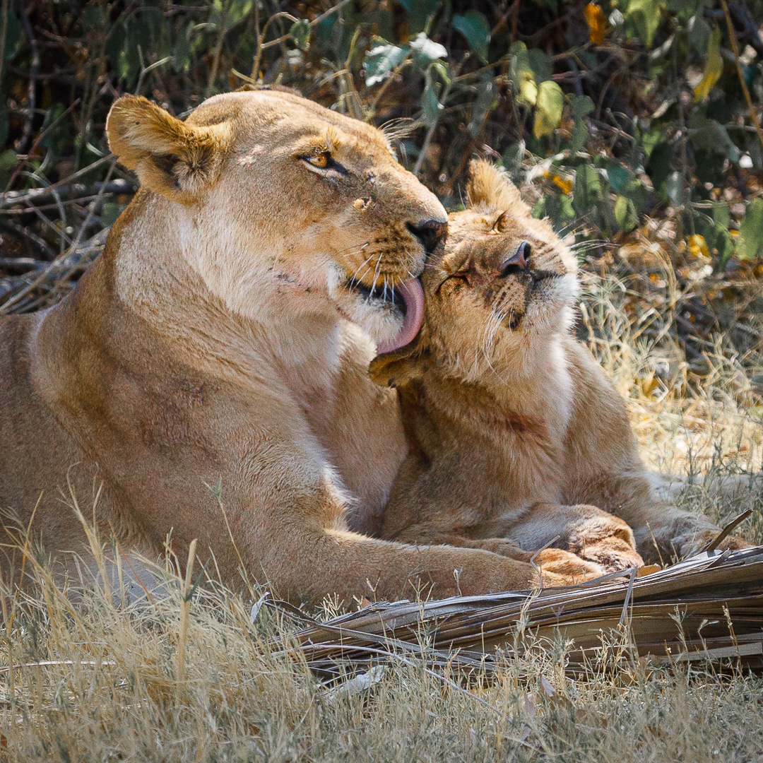 Lioness and cub