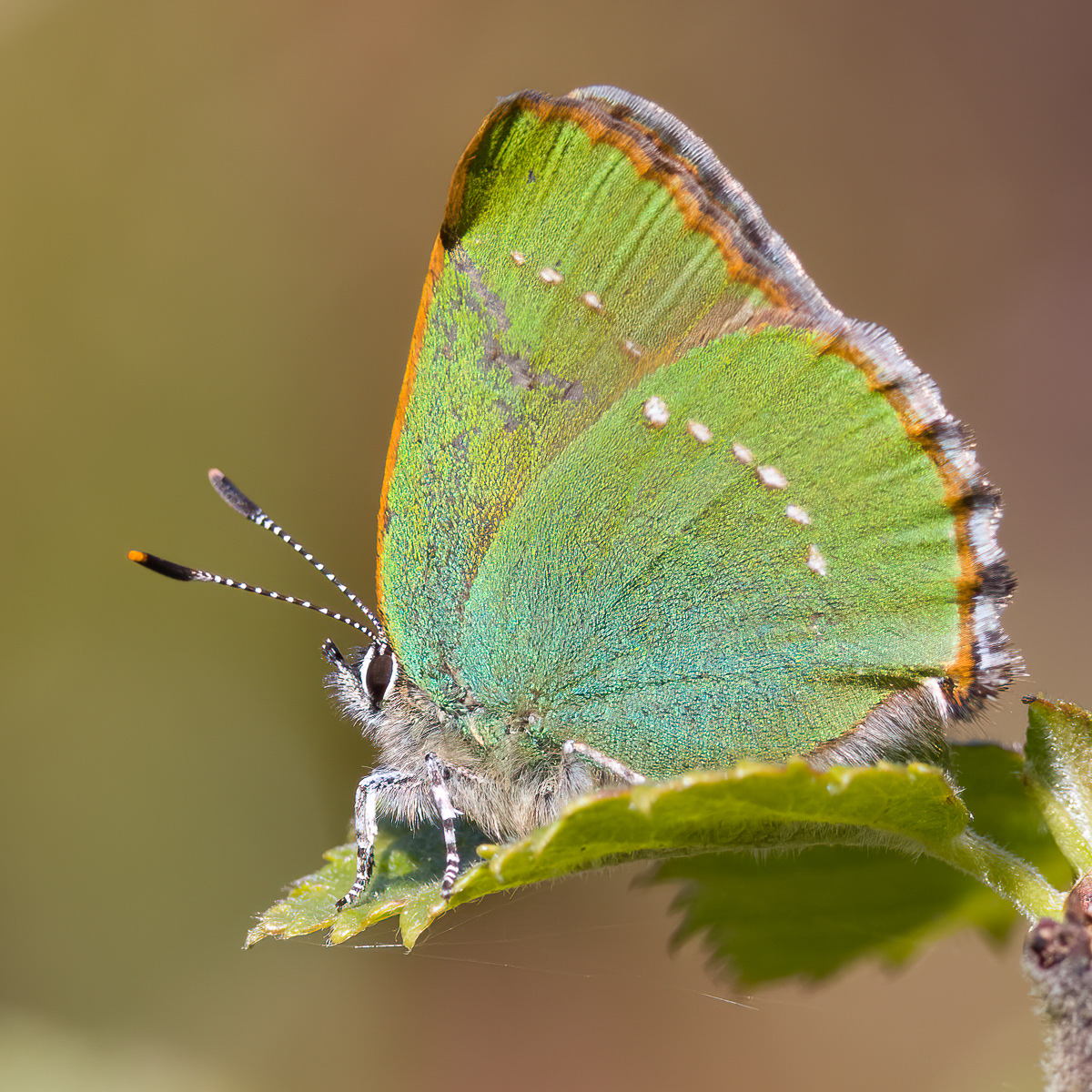 Large Heath butterfly