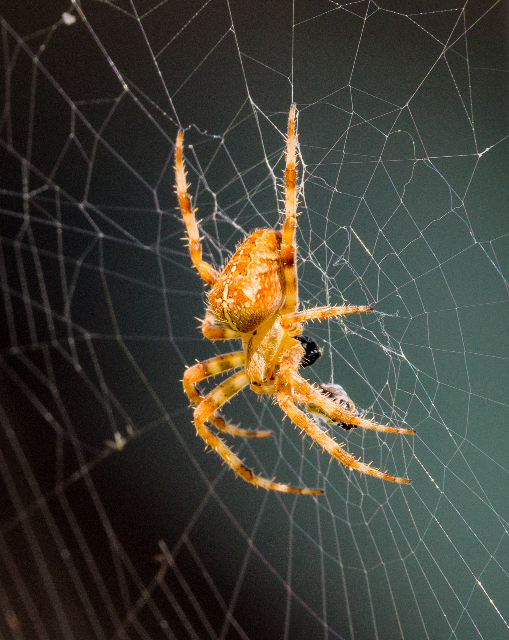 Garden Spider