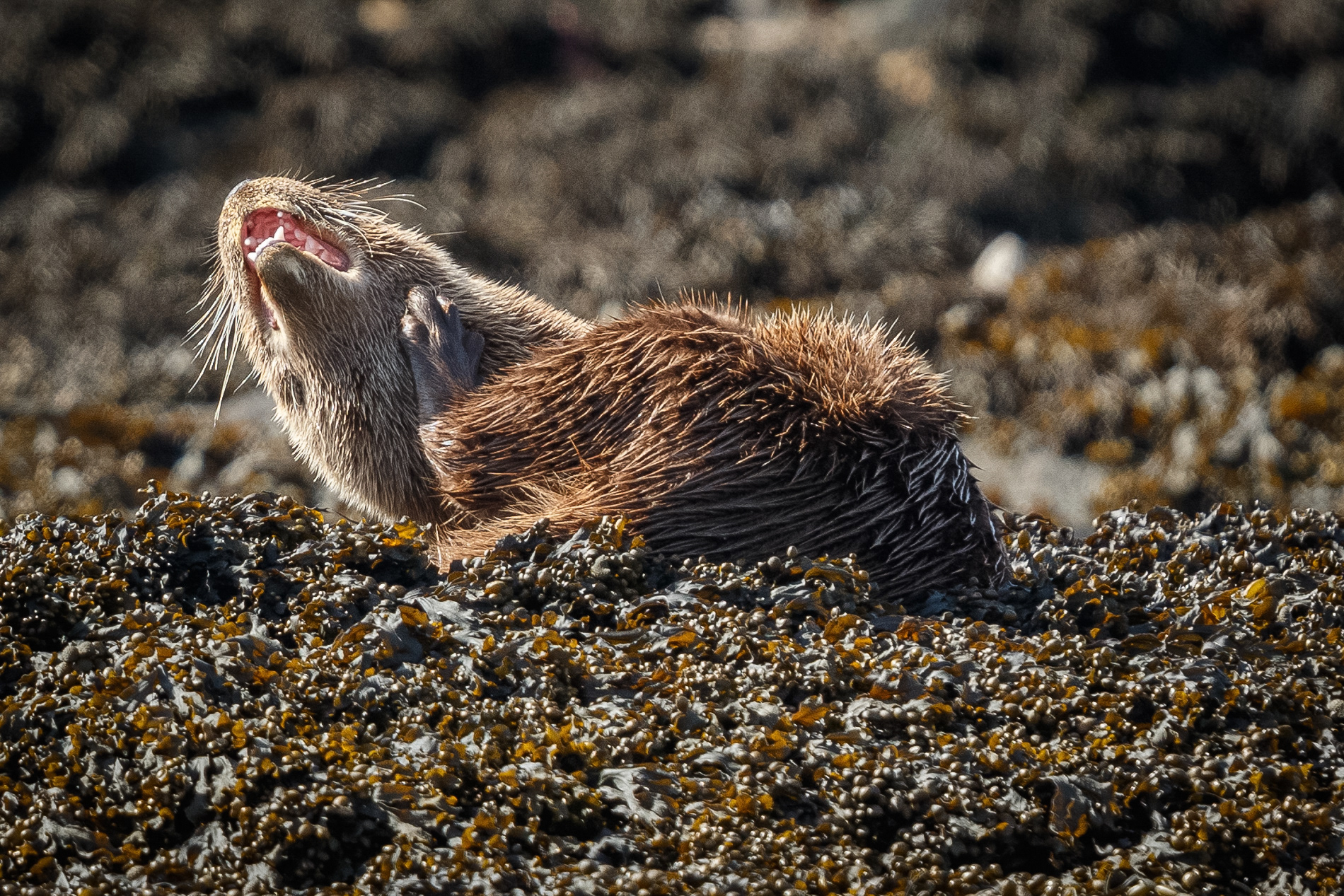 a scratch in the sun