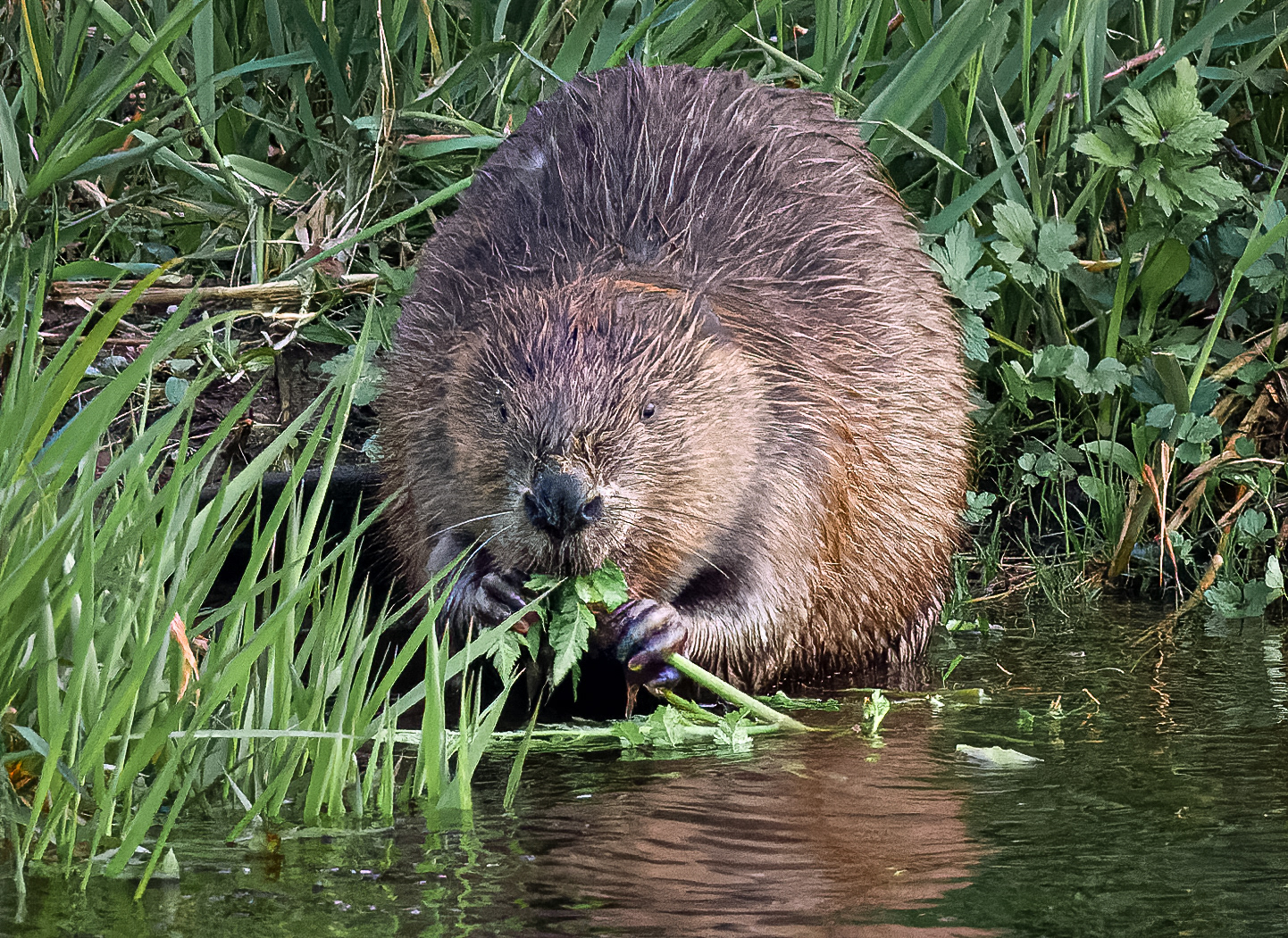 Tay Beaver
