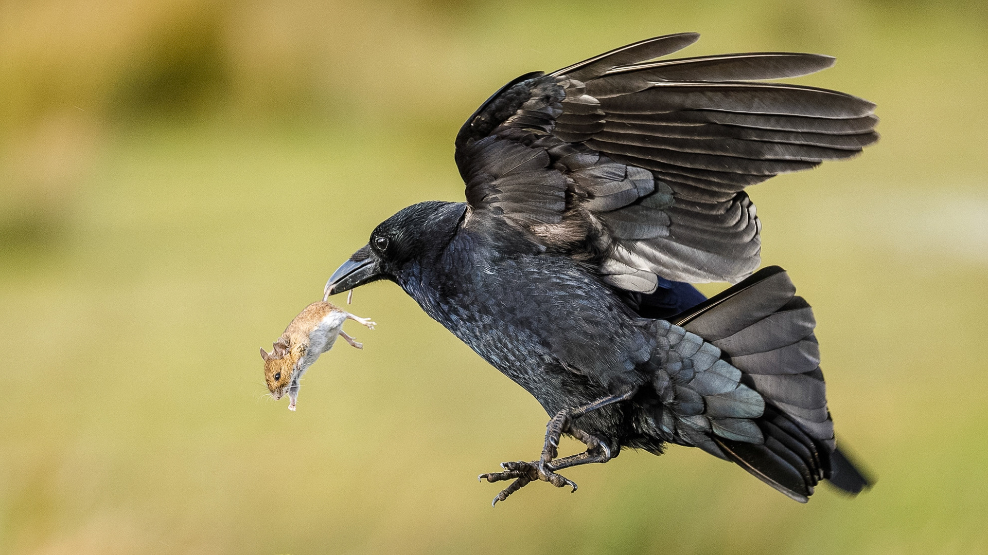 Crow with catch