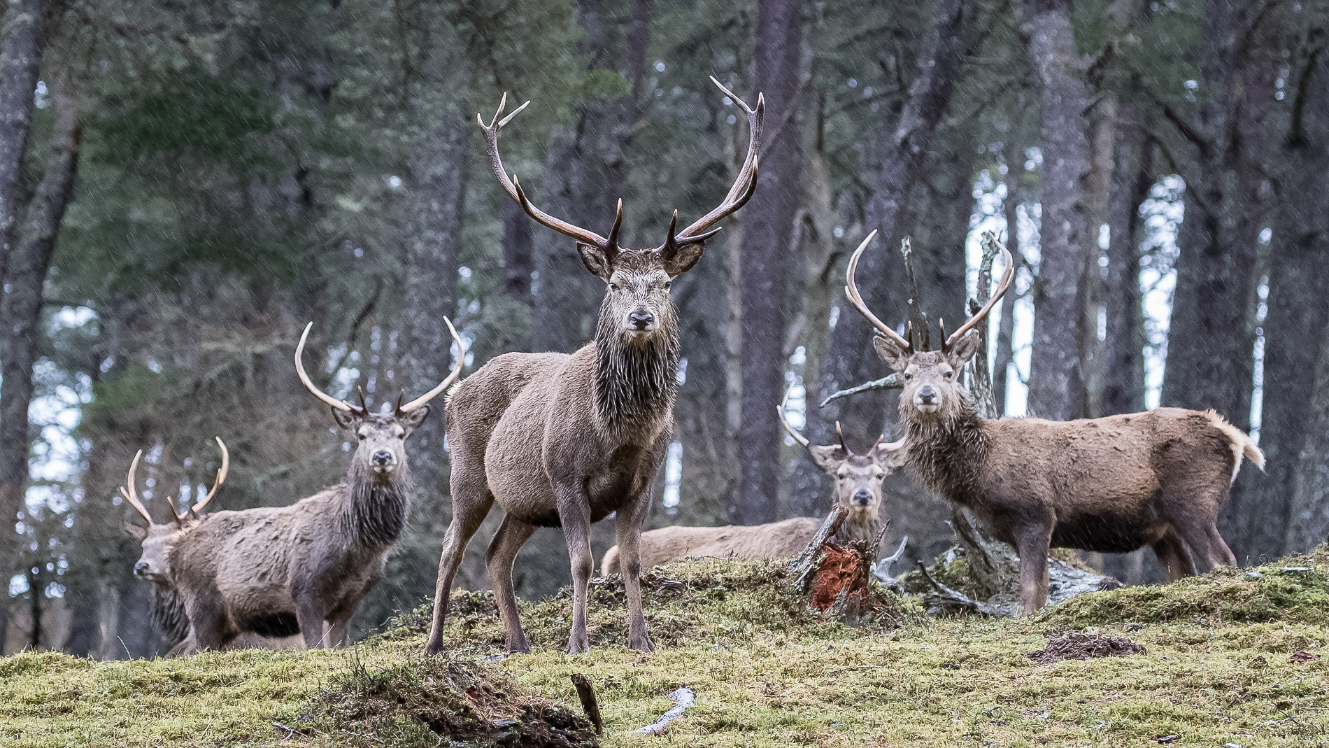 Red Deer on the Alvie Estate