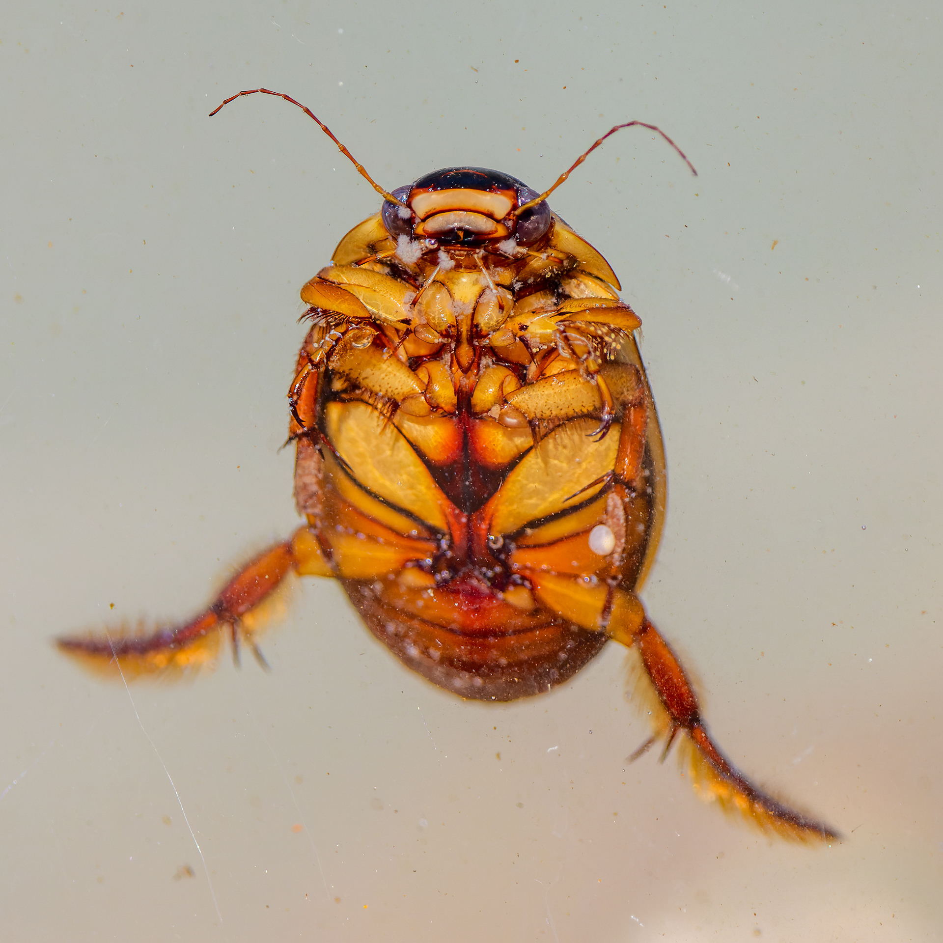 Great Diving Beetle