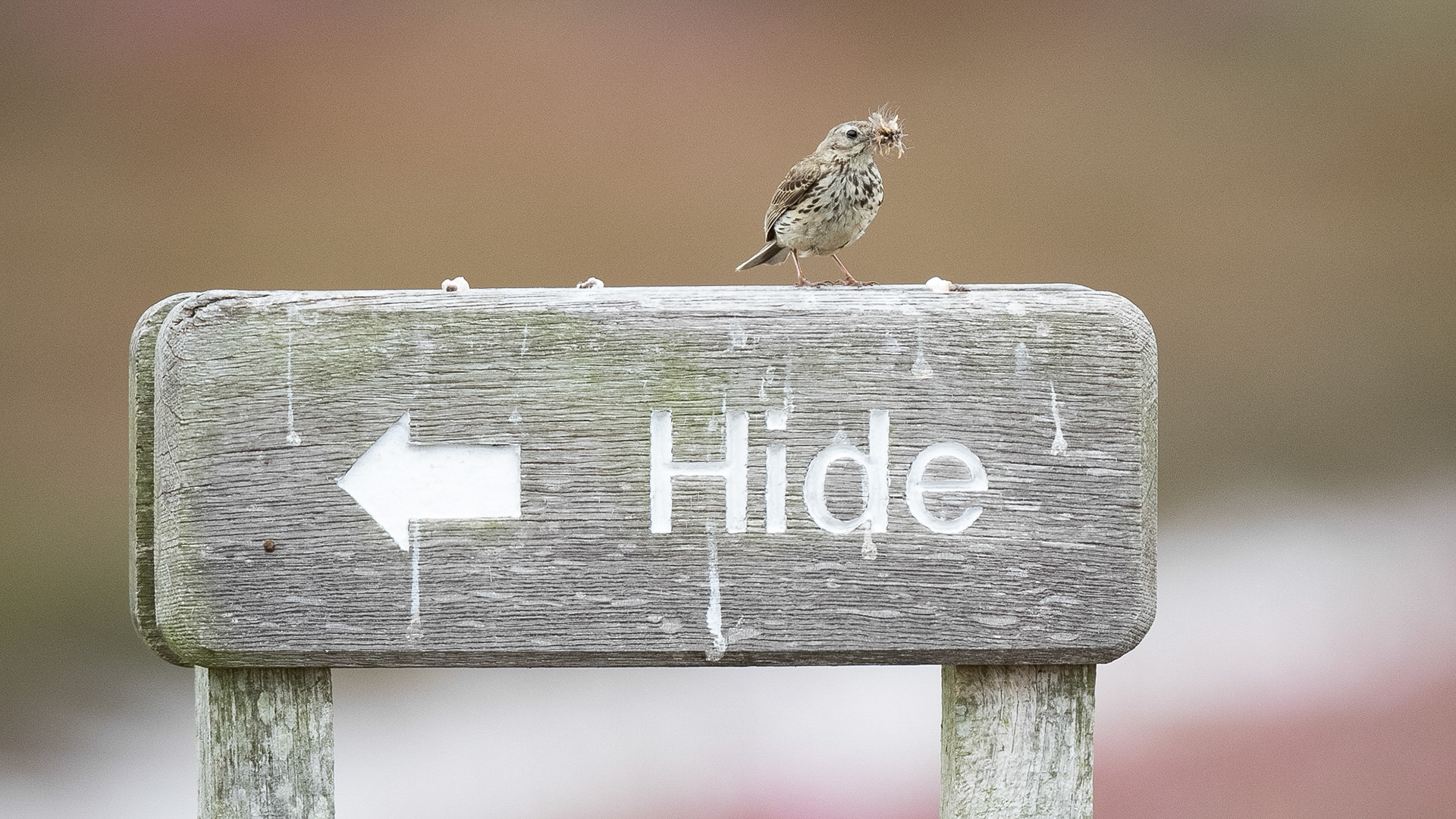 Meadow Pipit