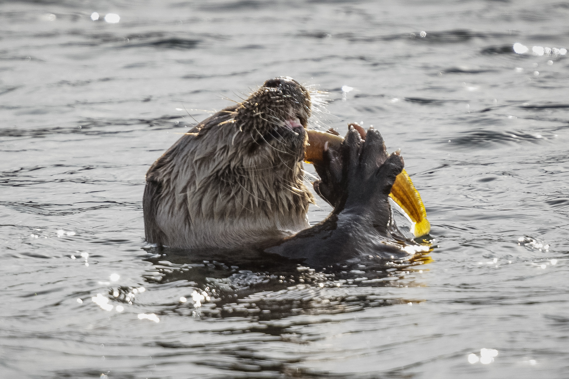 Otter with Butterfish