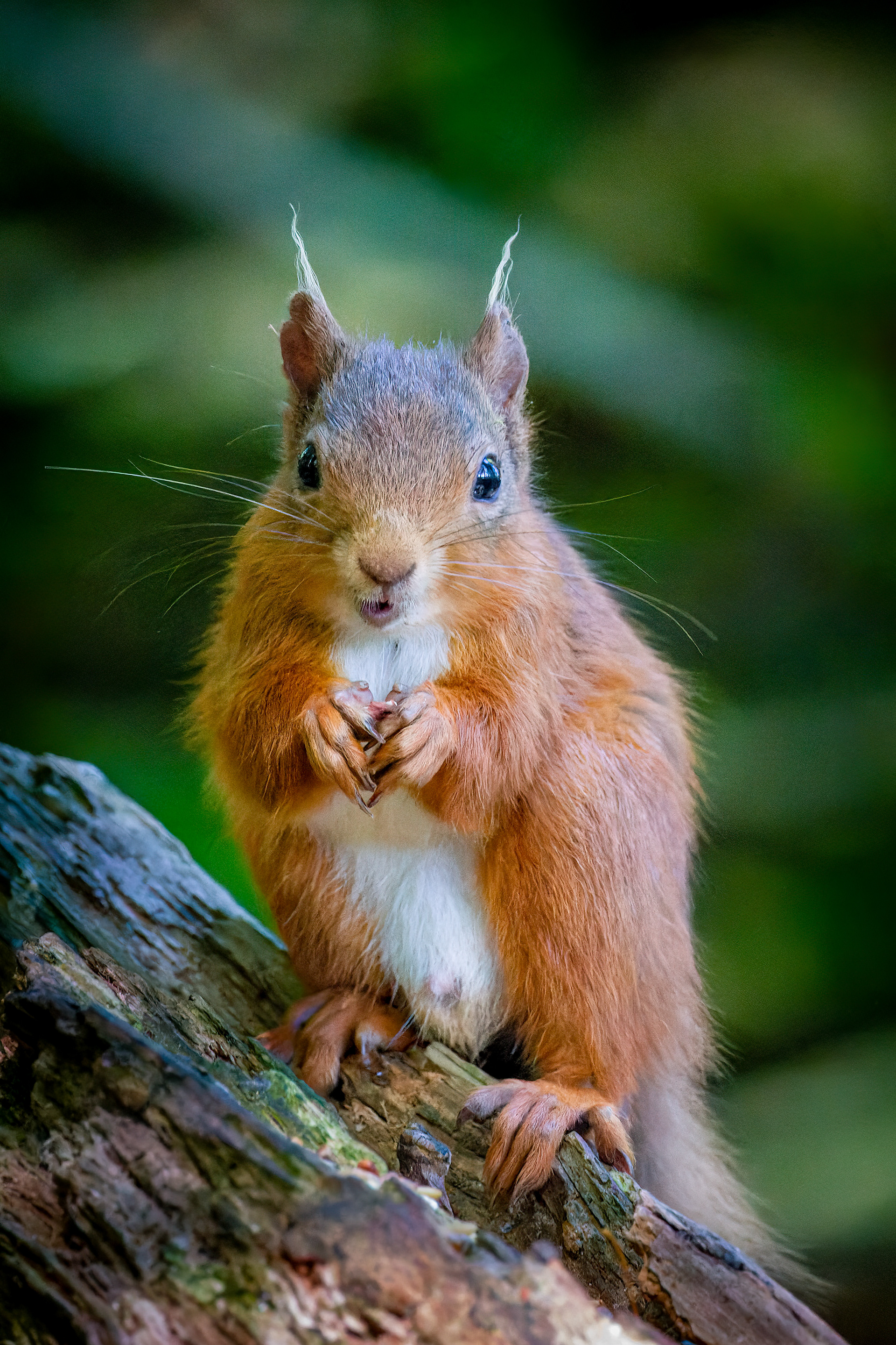 Red Squirrel