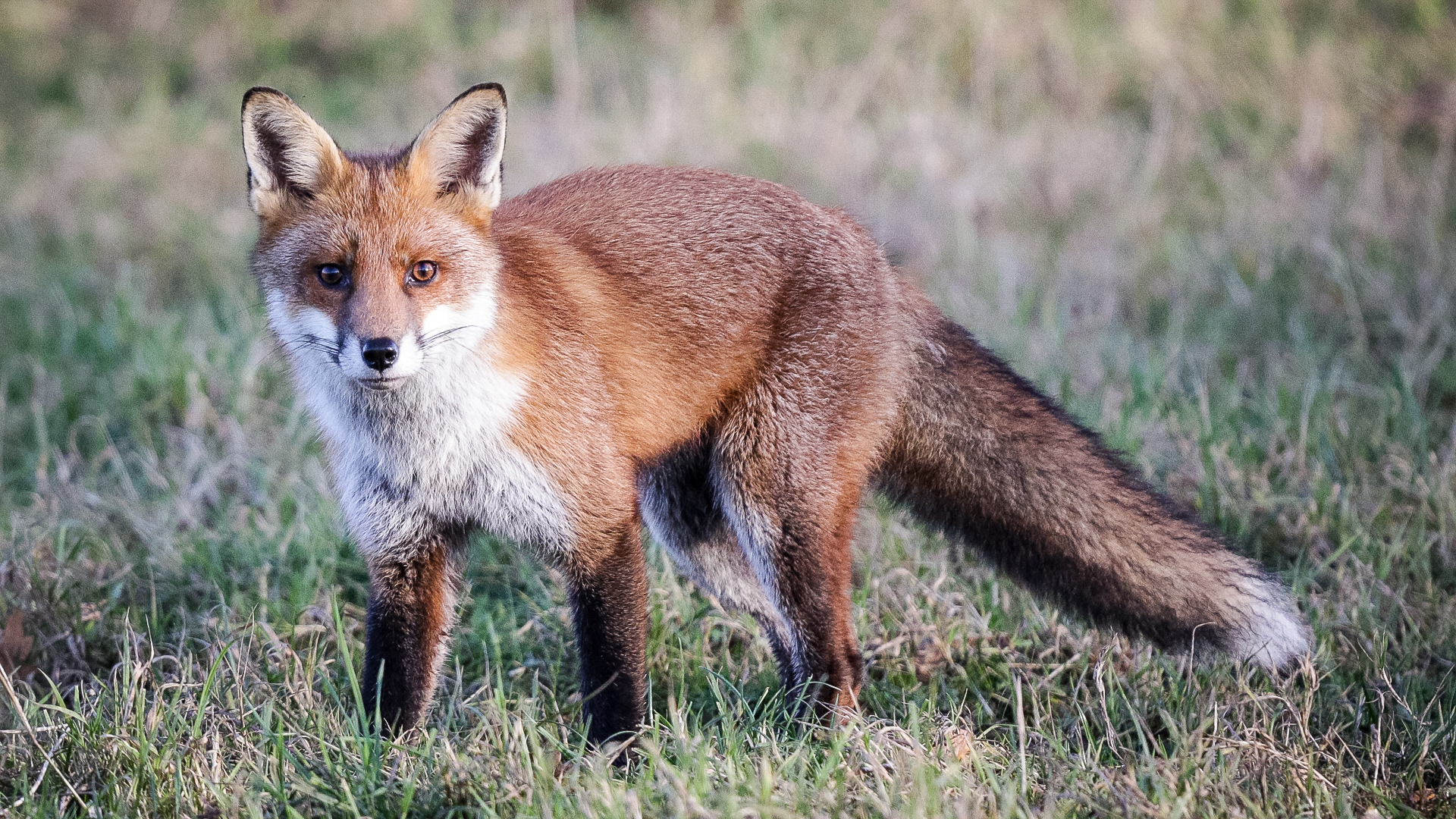 Fox on the Carse