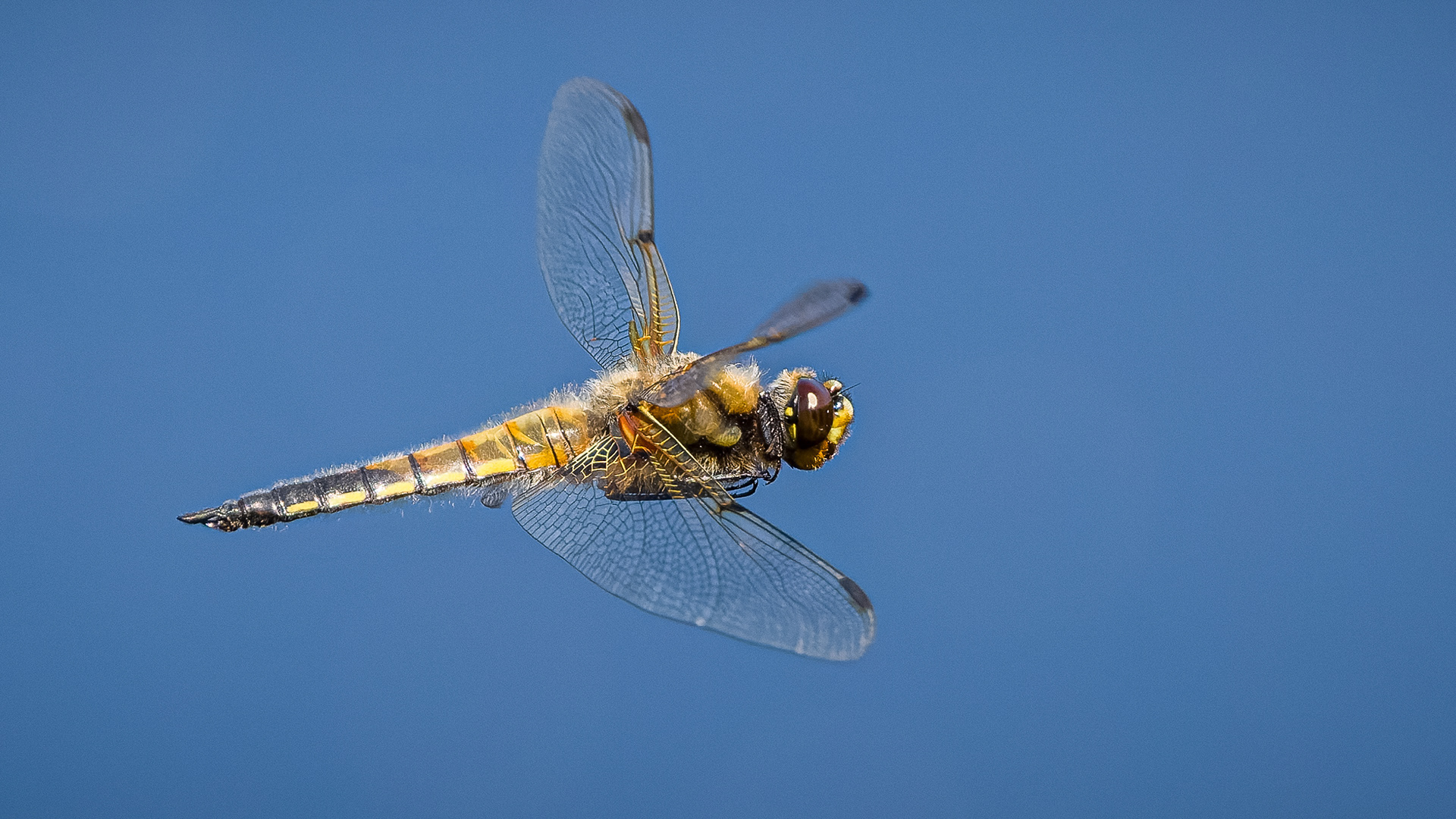 Four-spotted Chaser