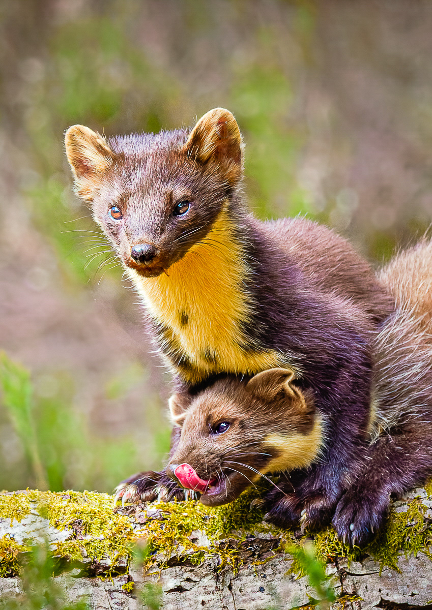 Pine Marten kits
