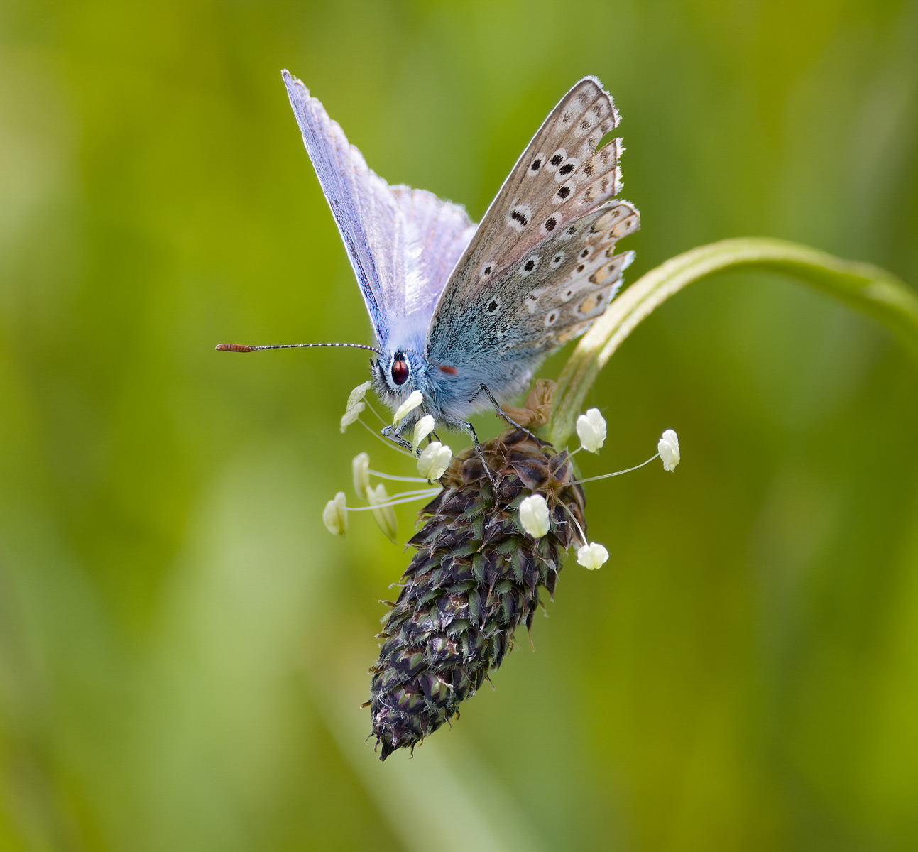 Common Blue butterfly