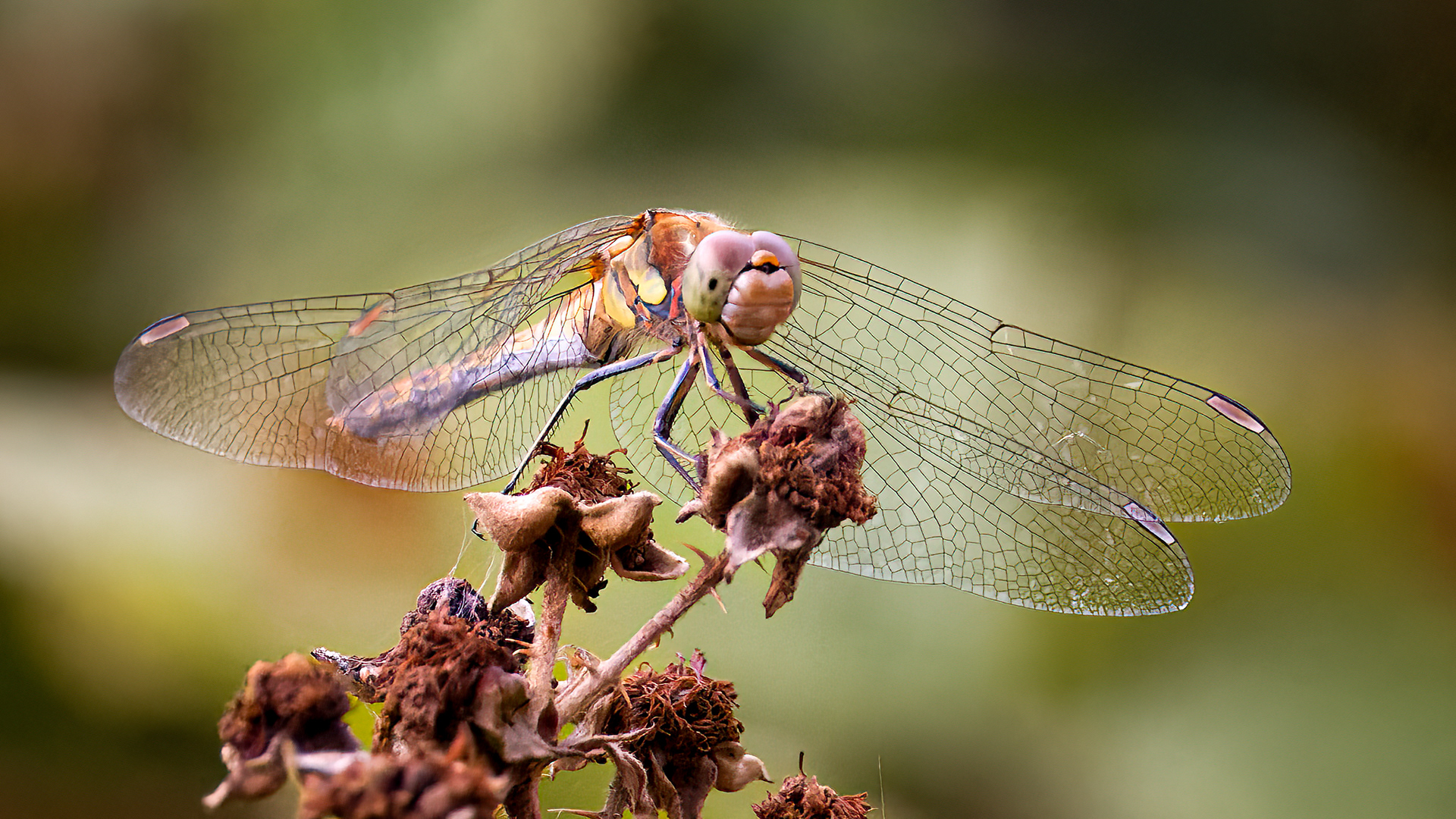 Common Darter