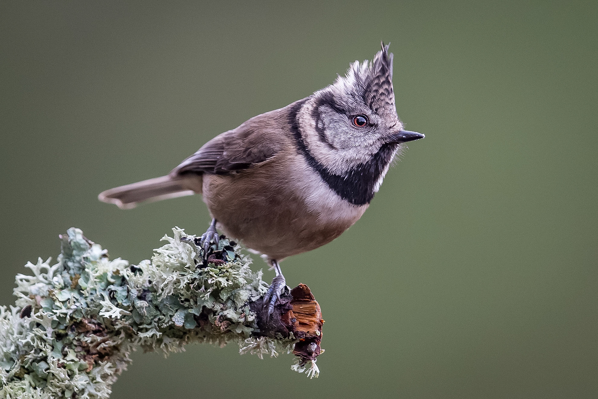 Crested Tit