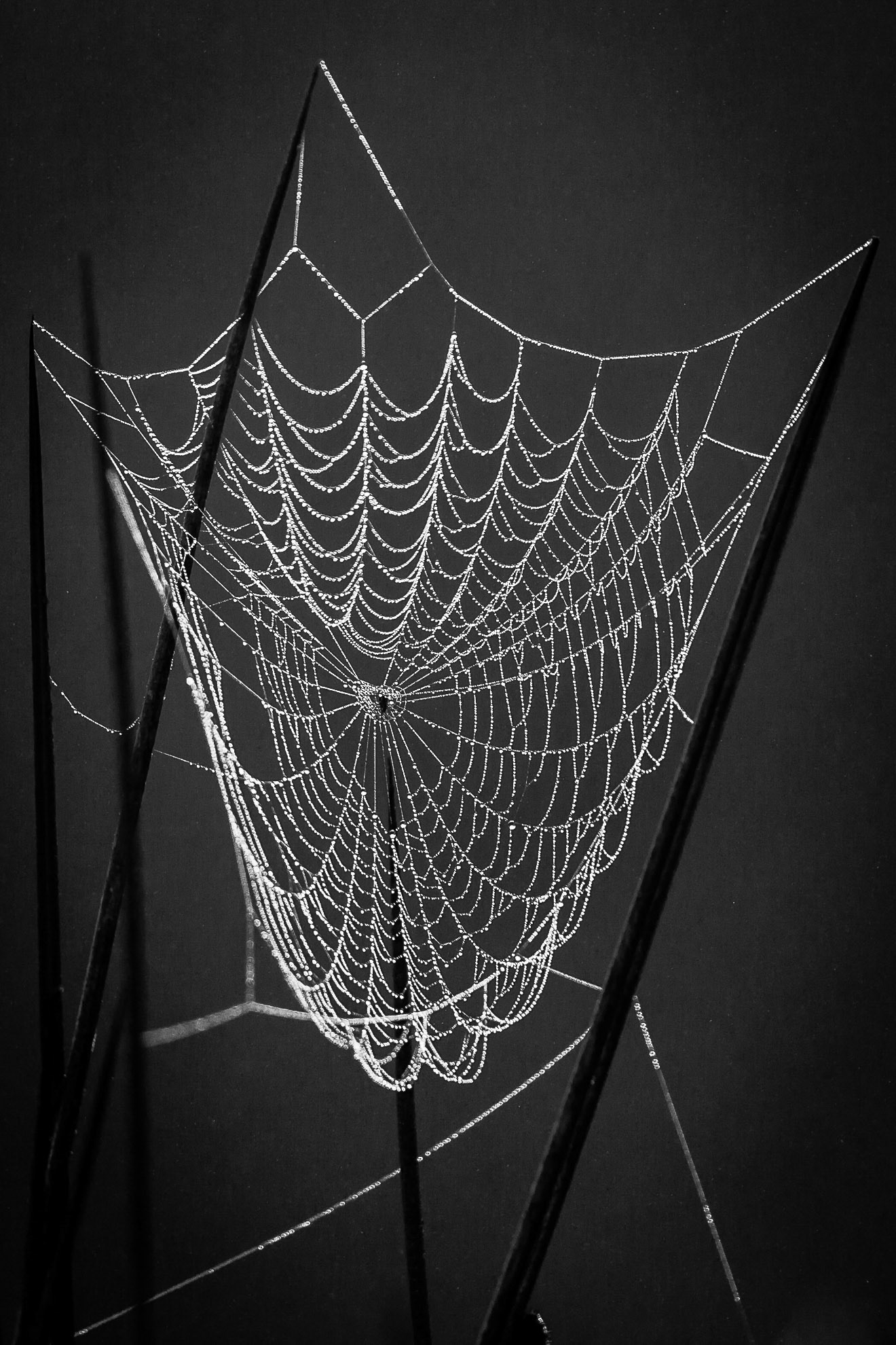 Web