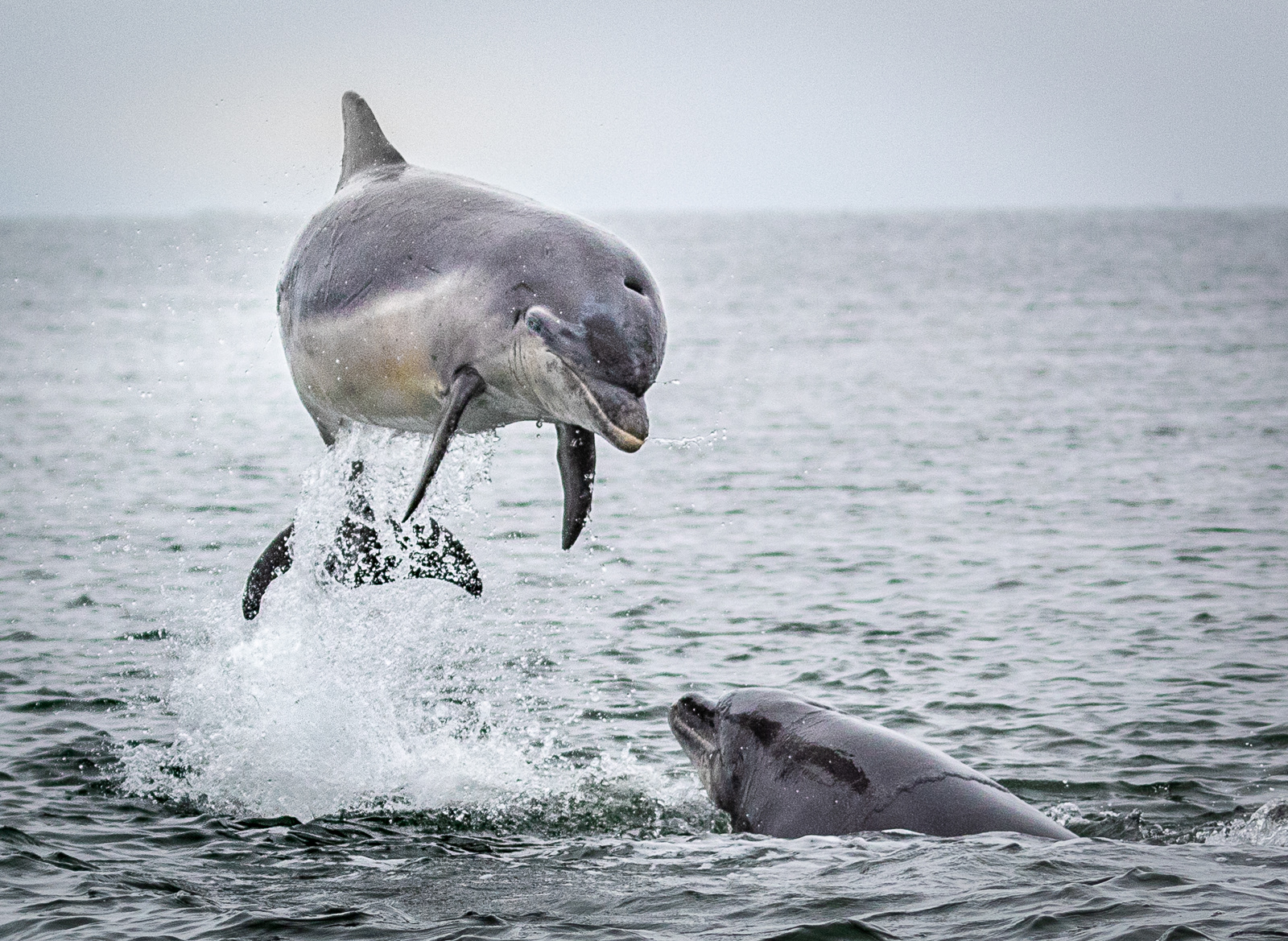 Bottlenose dolphins