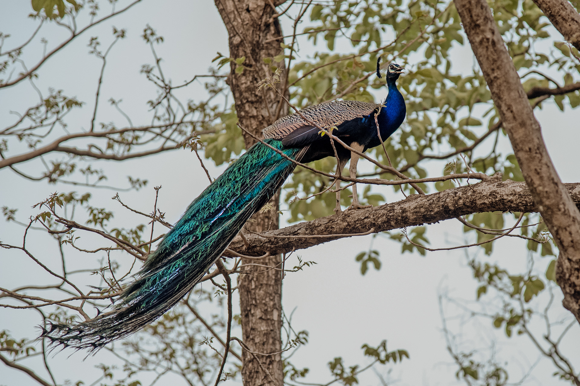 Peacock