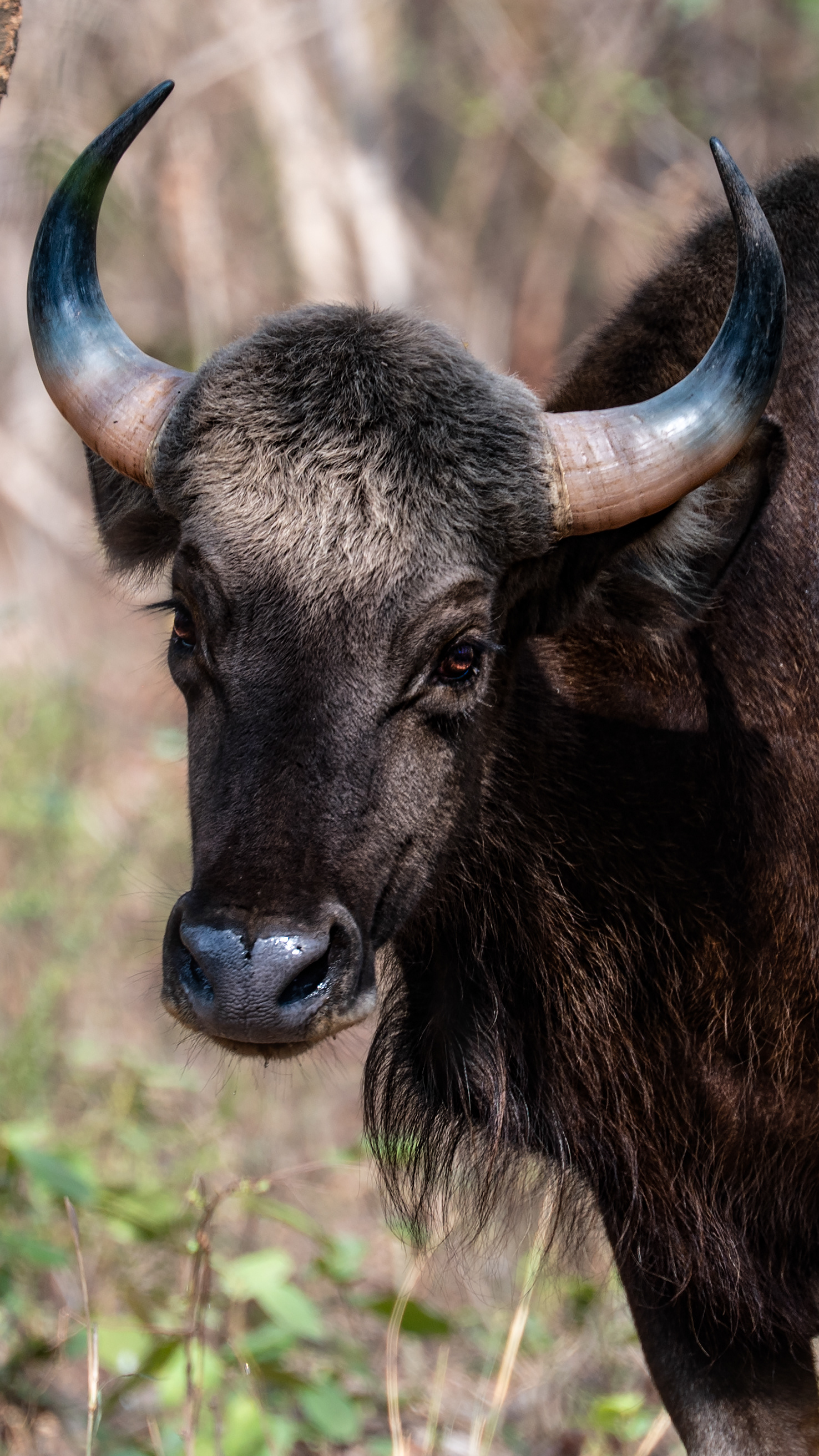 Indian Bison - Gava