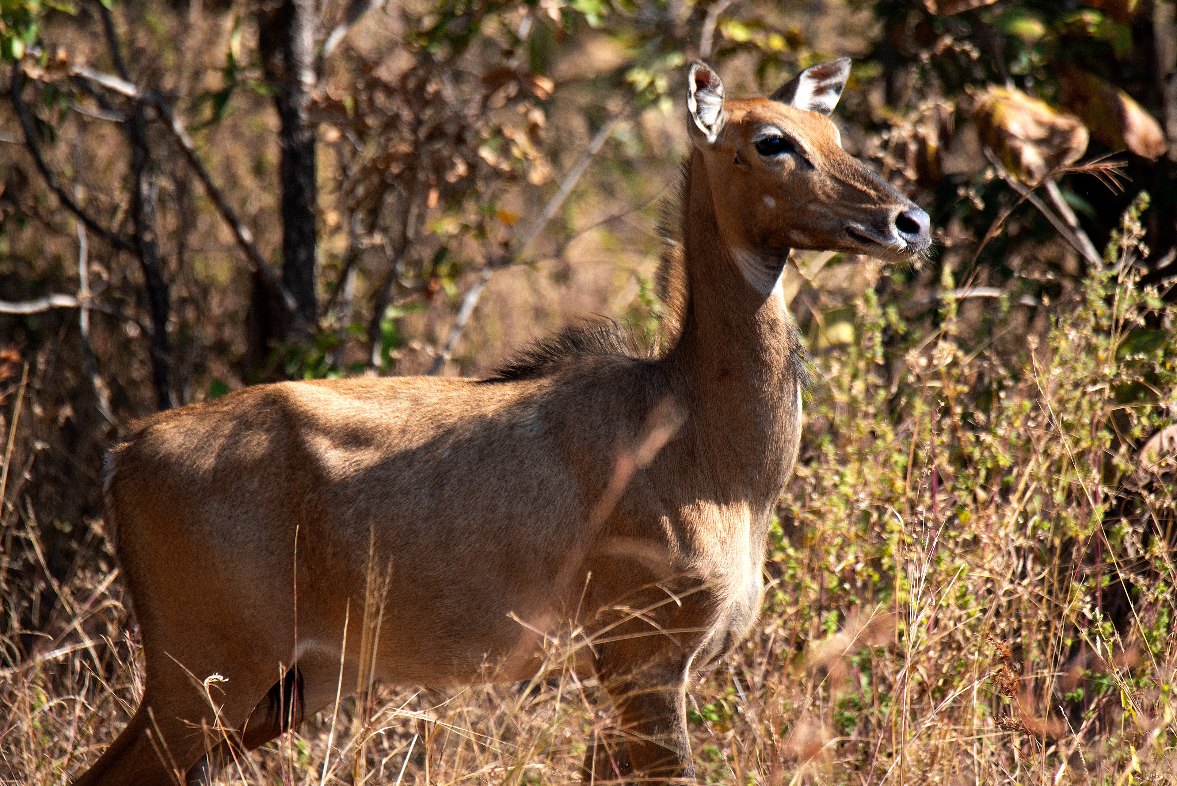 Nilgai