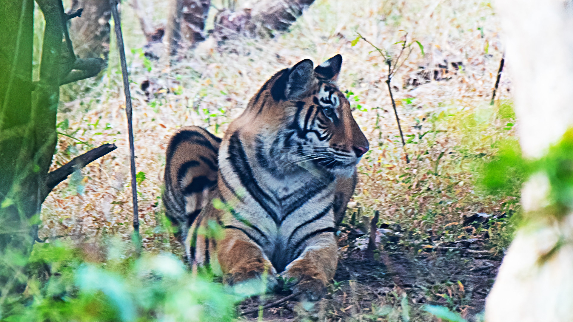 Tiger- Panna T151-41