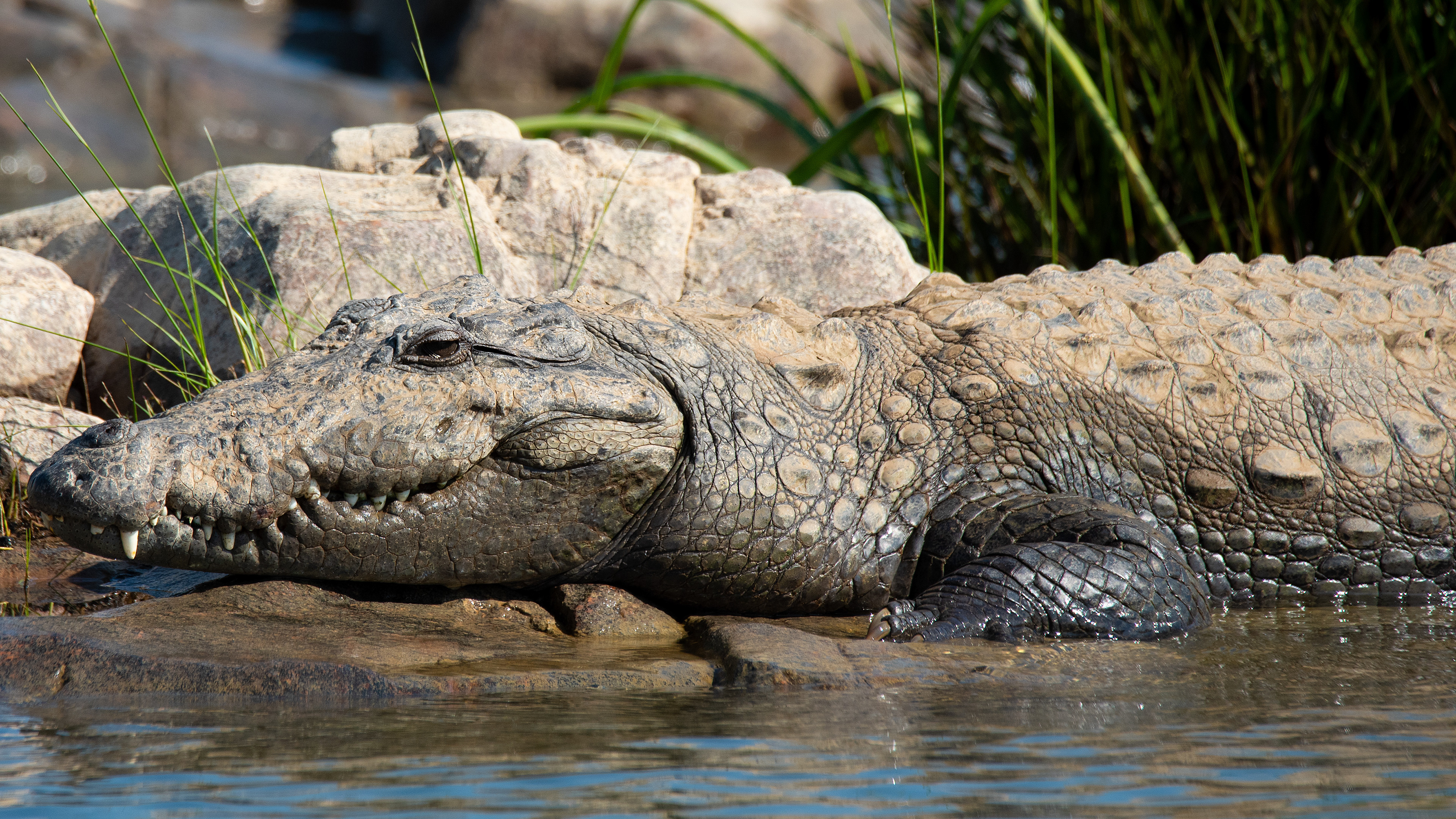 Mugger Crocodile