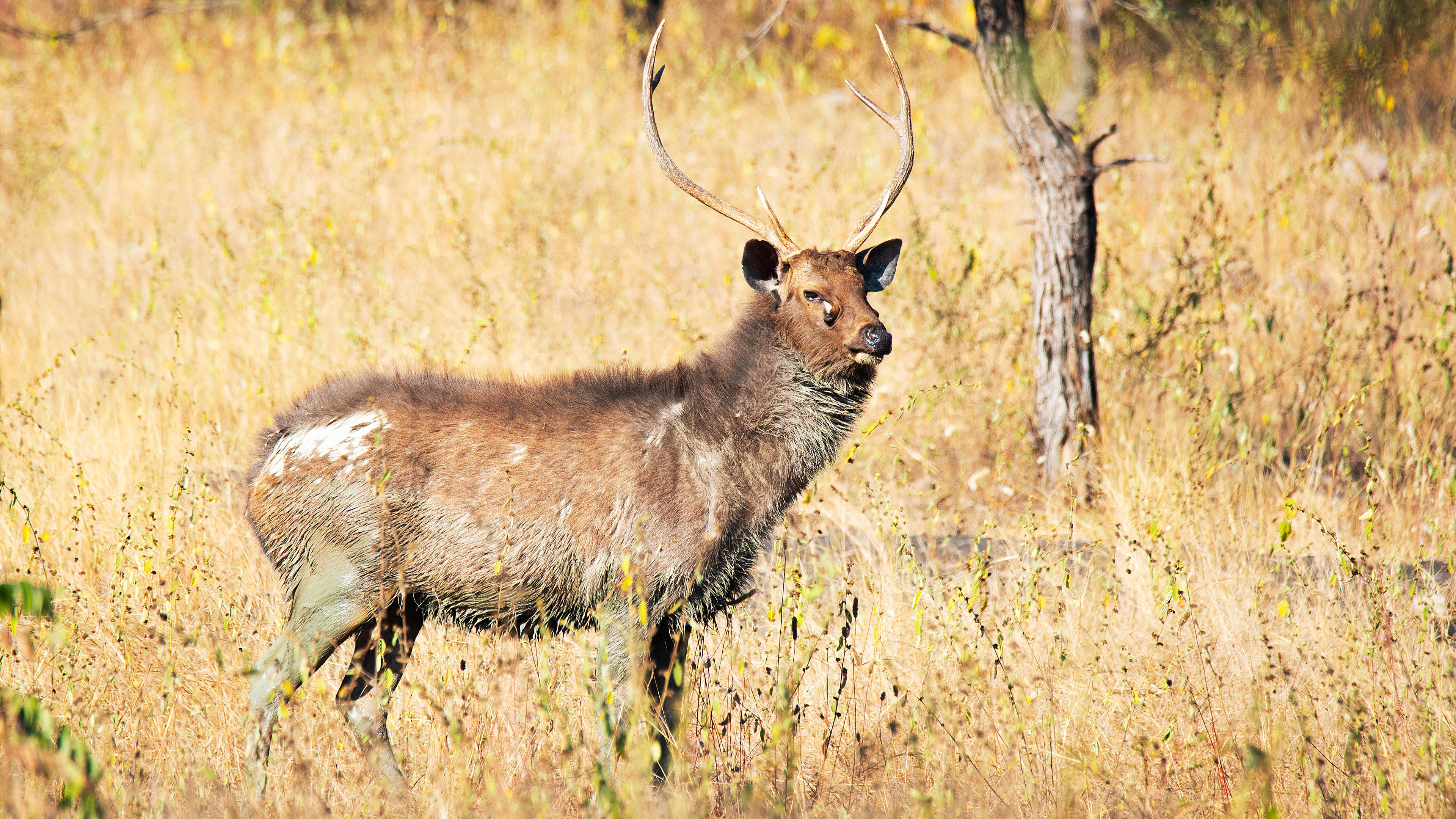 Sambar Deer