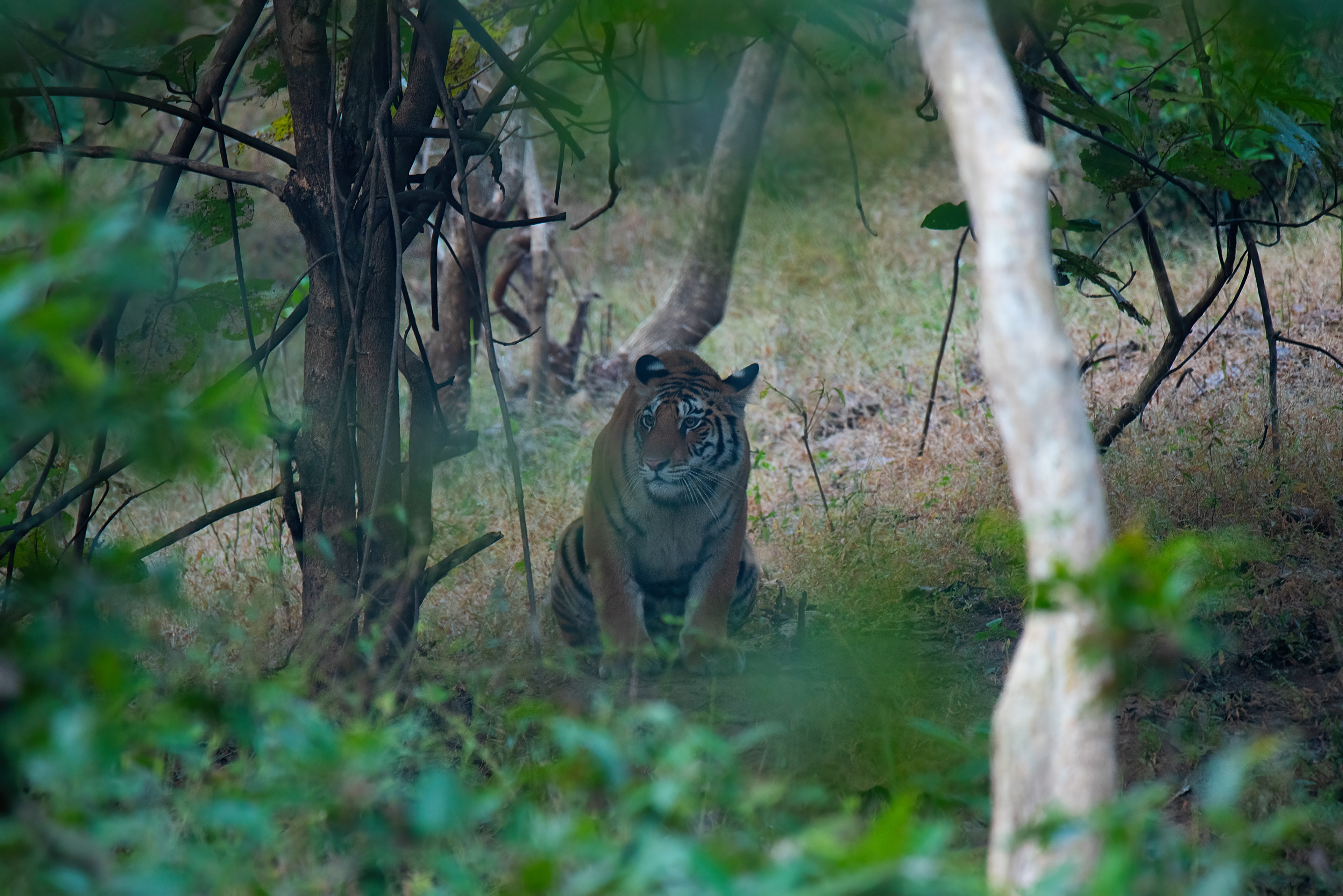 Tiger- Panna T151-41