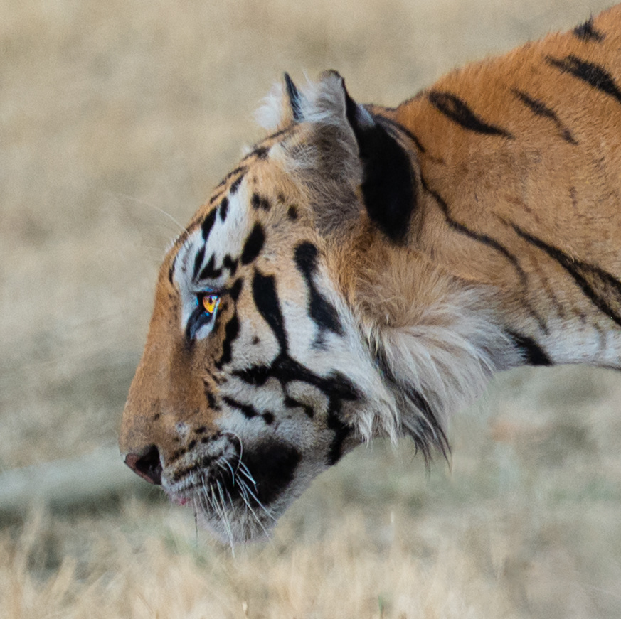 Clooarwala, Tadoba, India