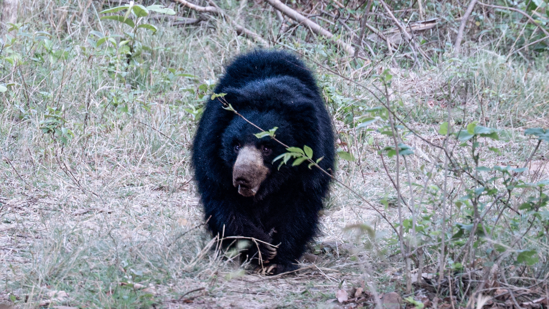 Black Bear