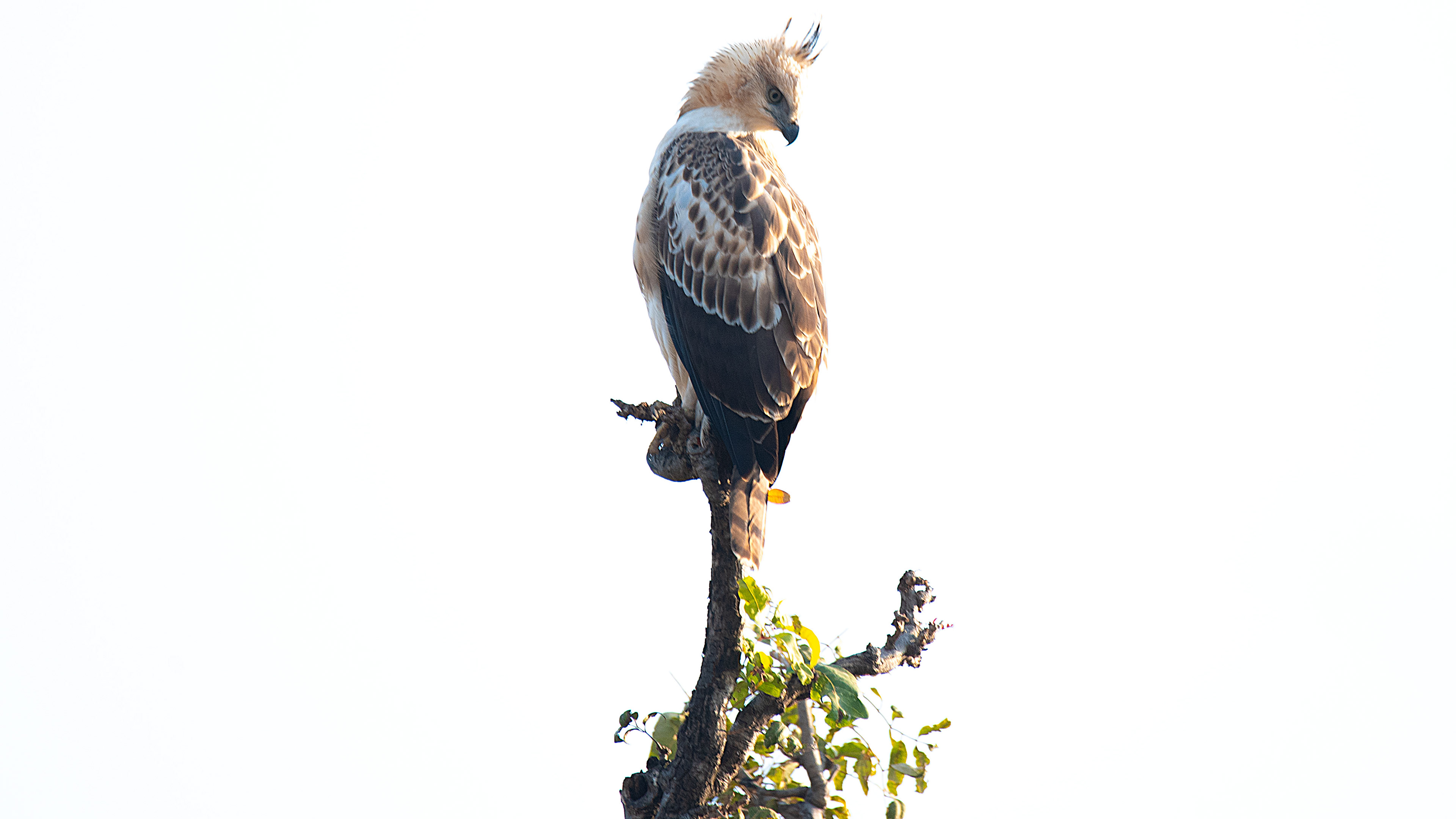Crested Hawk-Eagle