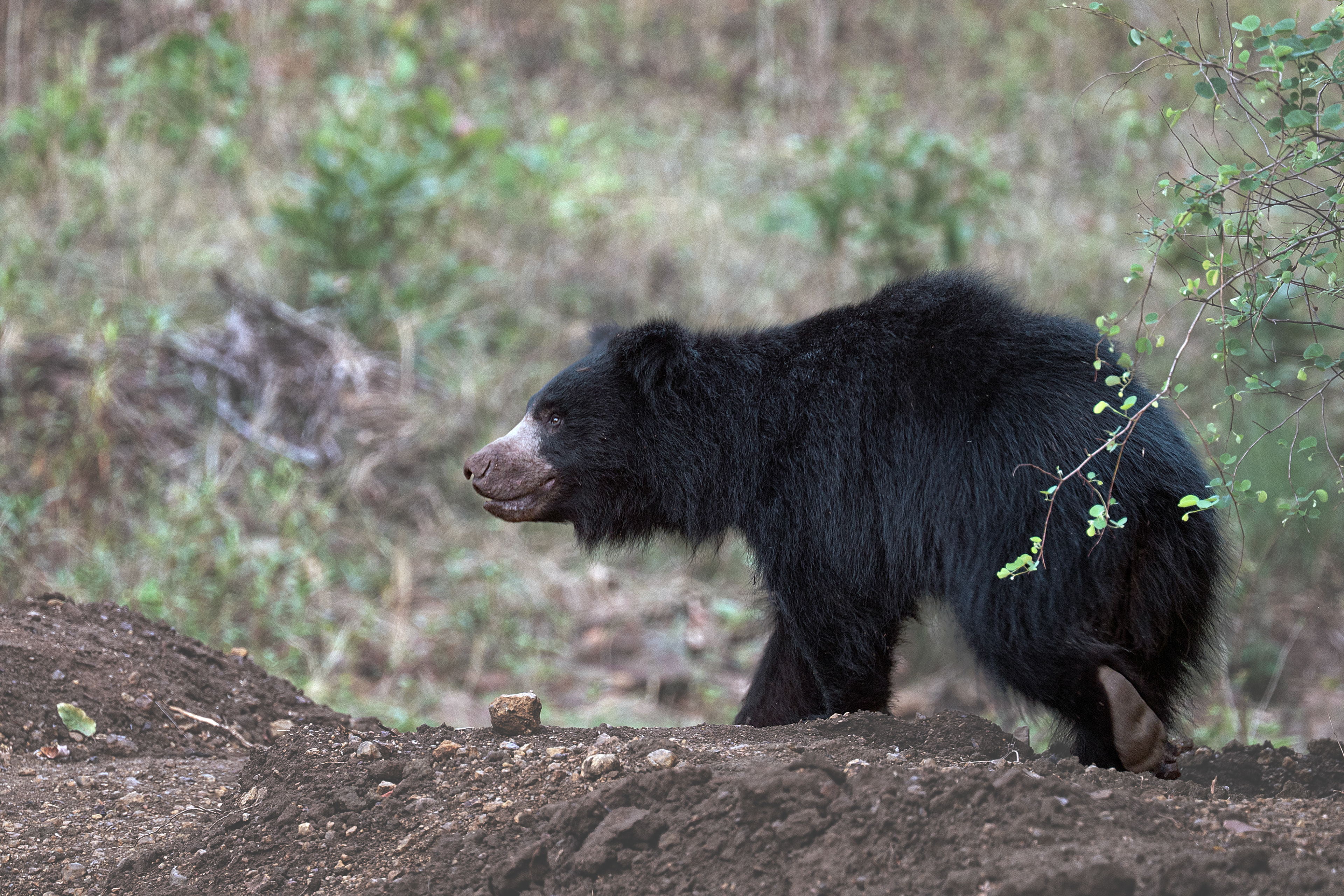 Black Bear