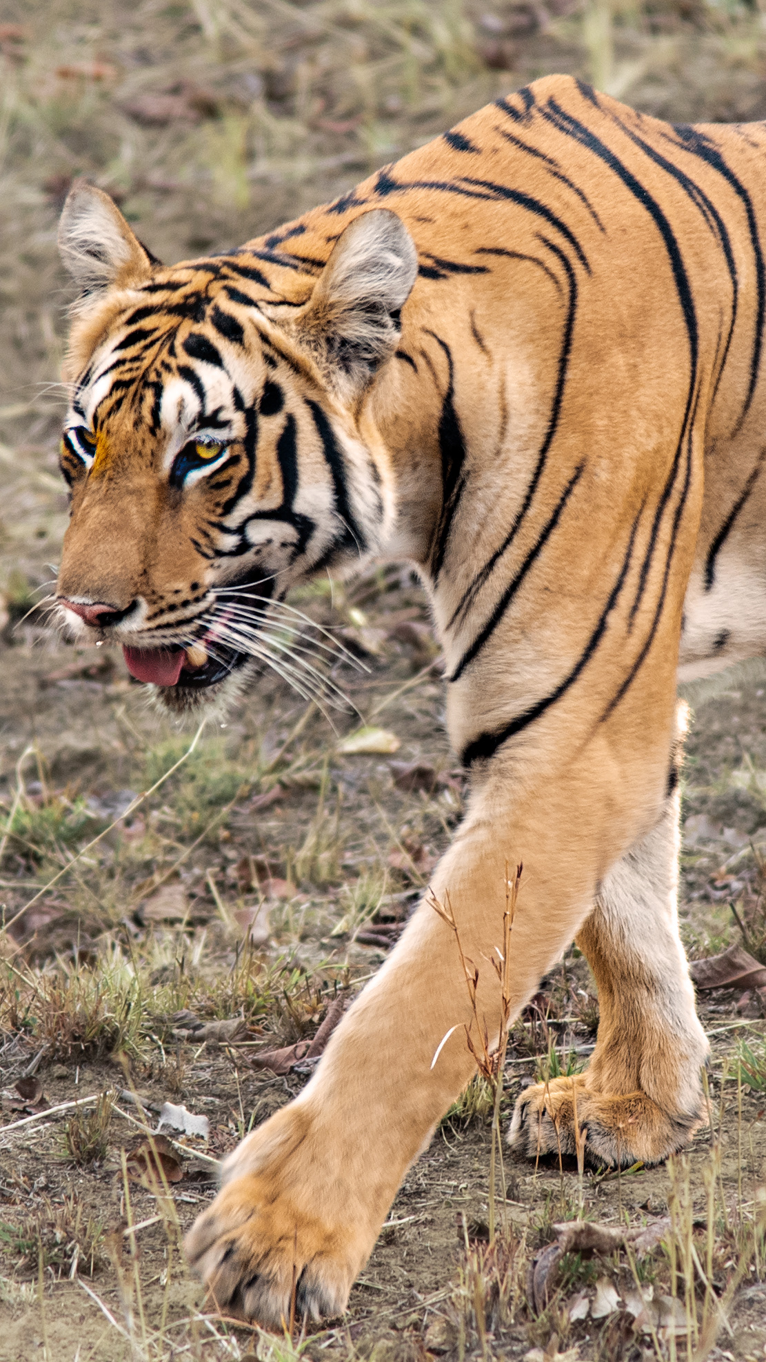 Unnamed 2 year old Female, Tadoba, India