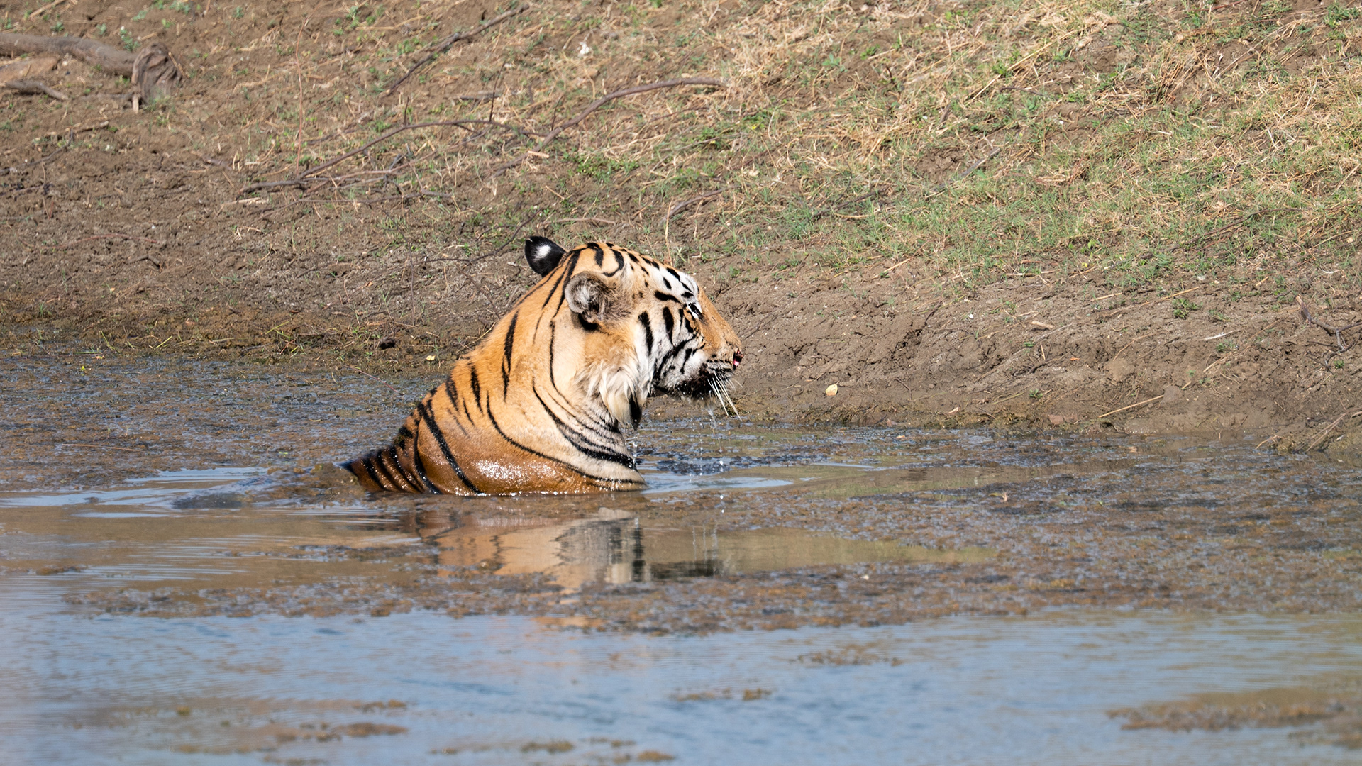 Clooarwala, Tadoba, India