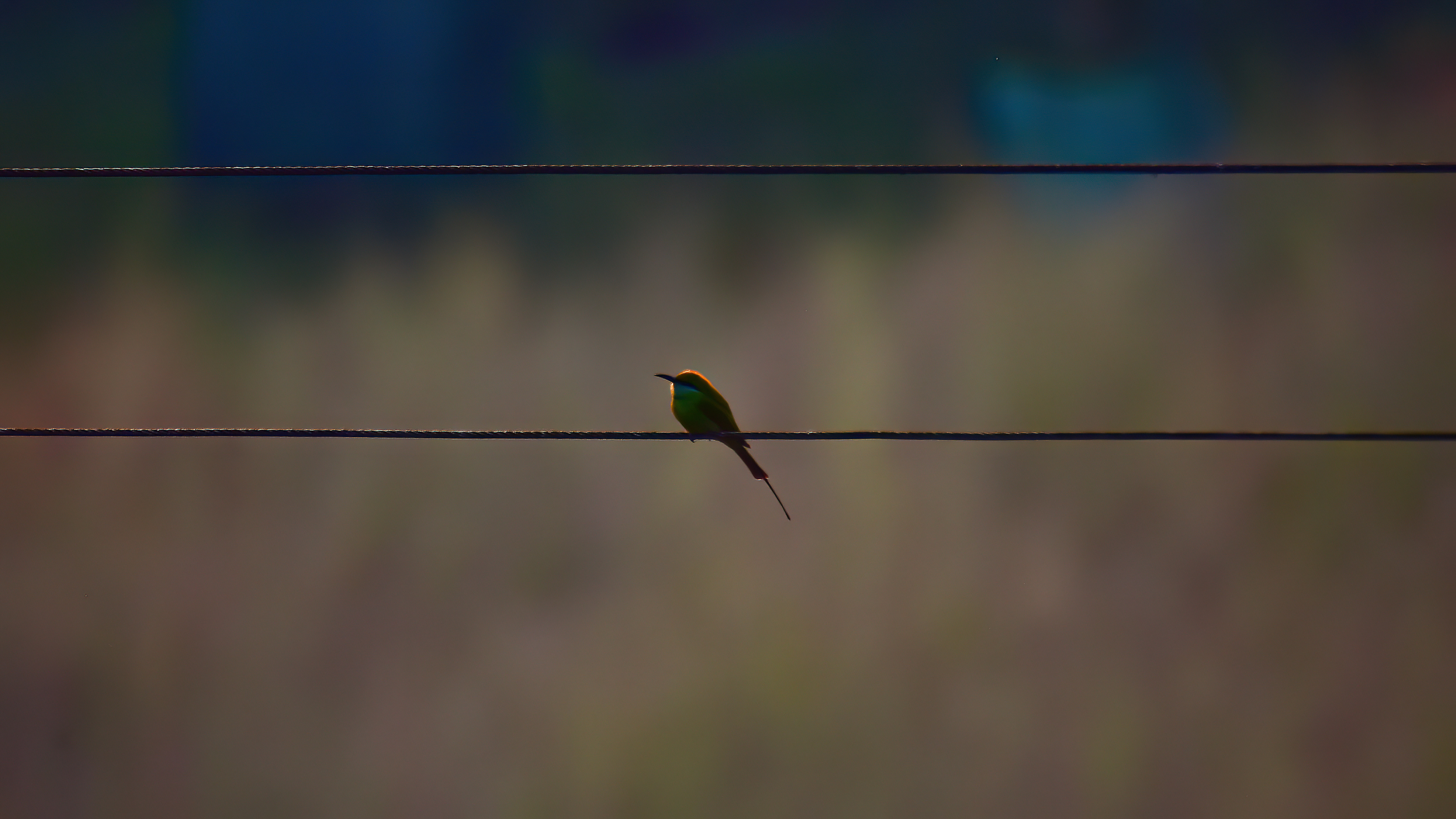 Asian green bee-eater