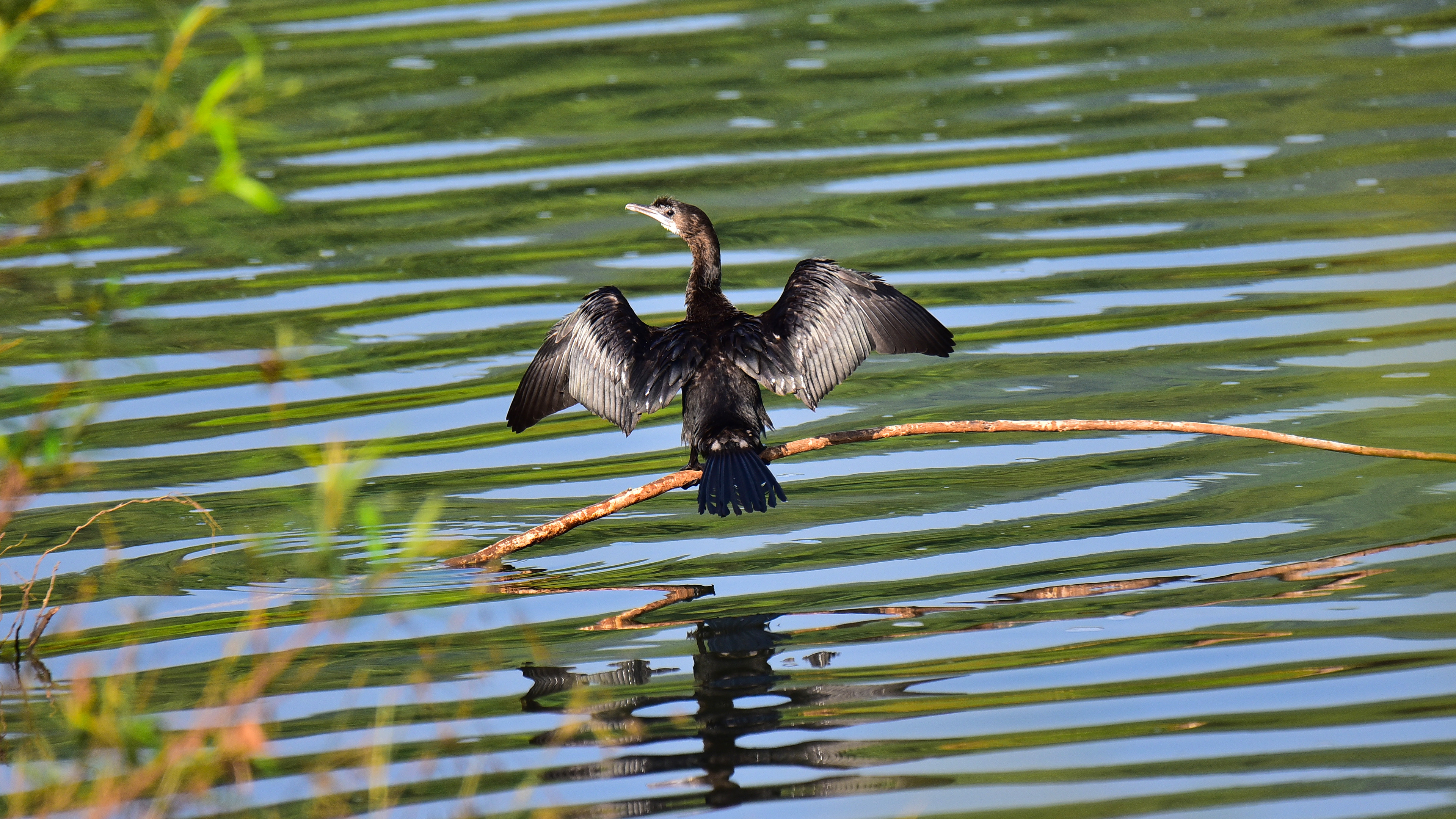 Little Cormorant