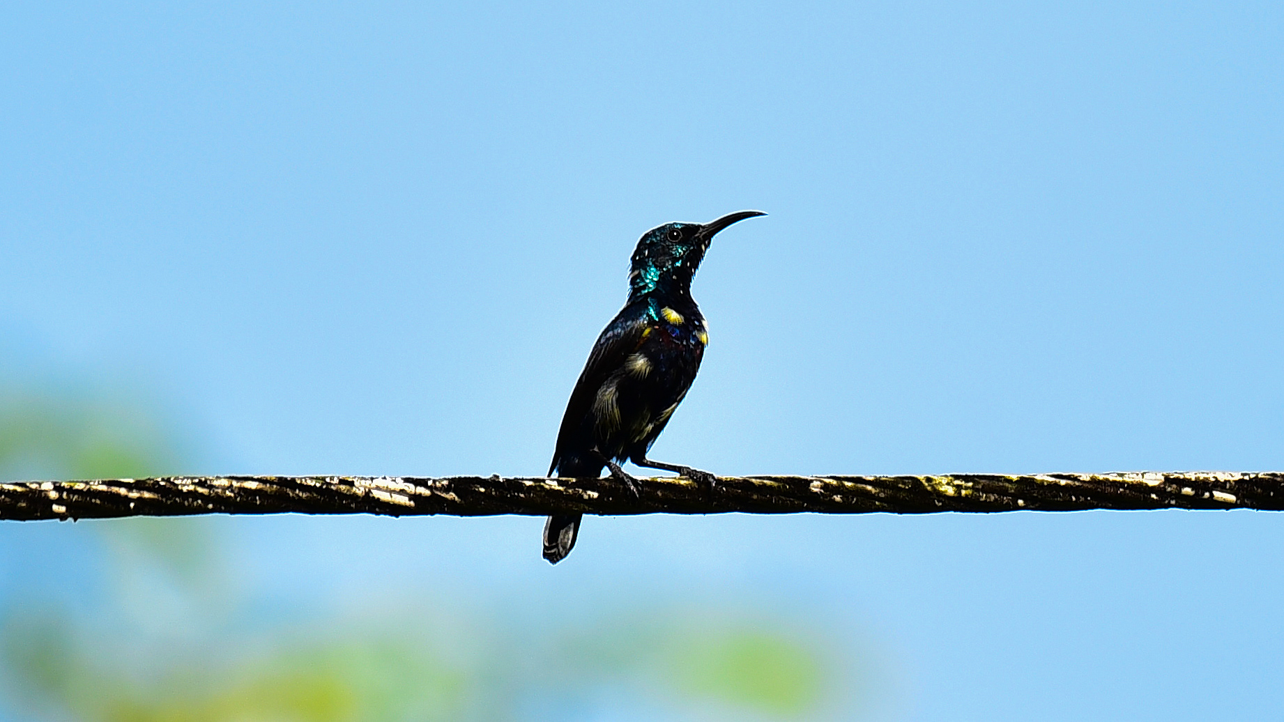 Loten's Sunbird