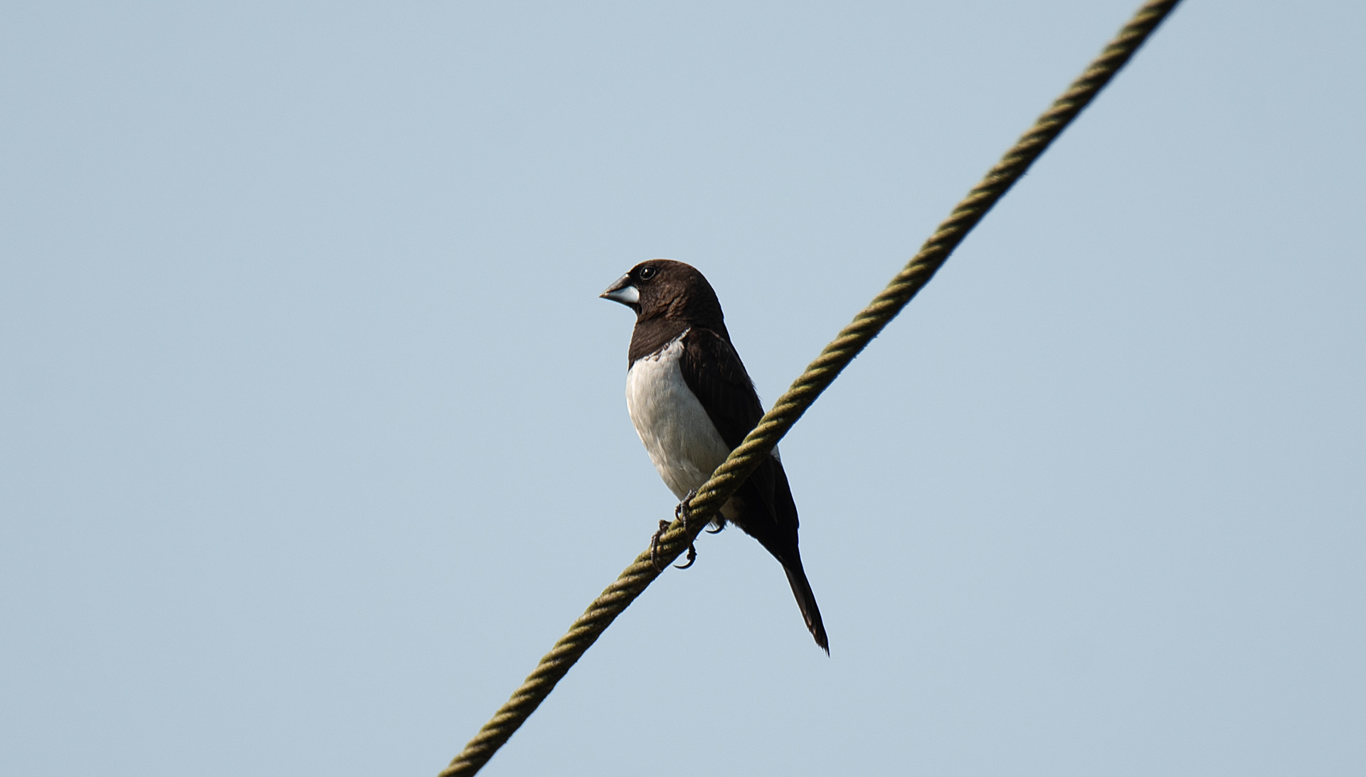 White-rumped Munia
