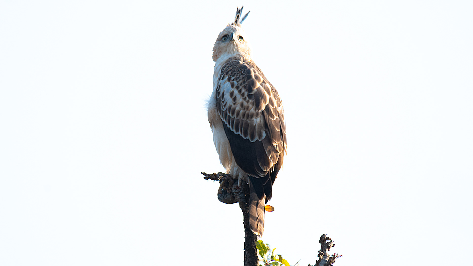 Crested Hawk-Eagle