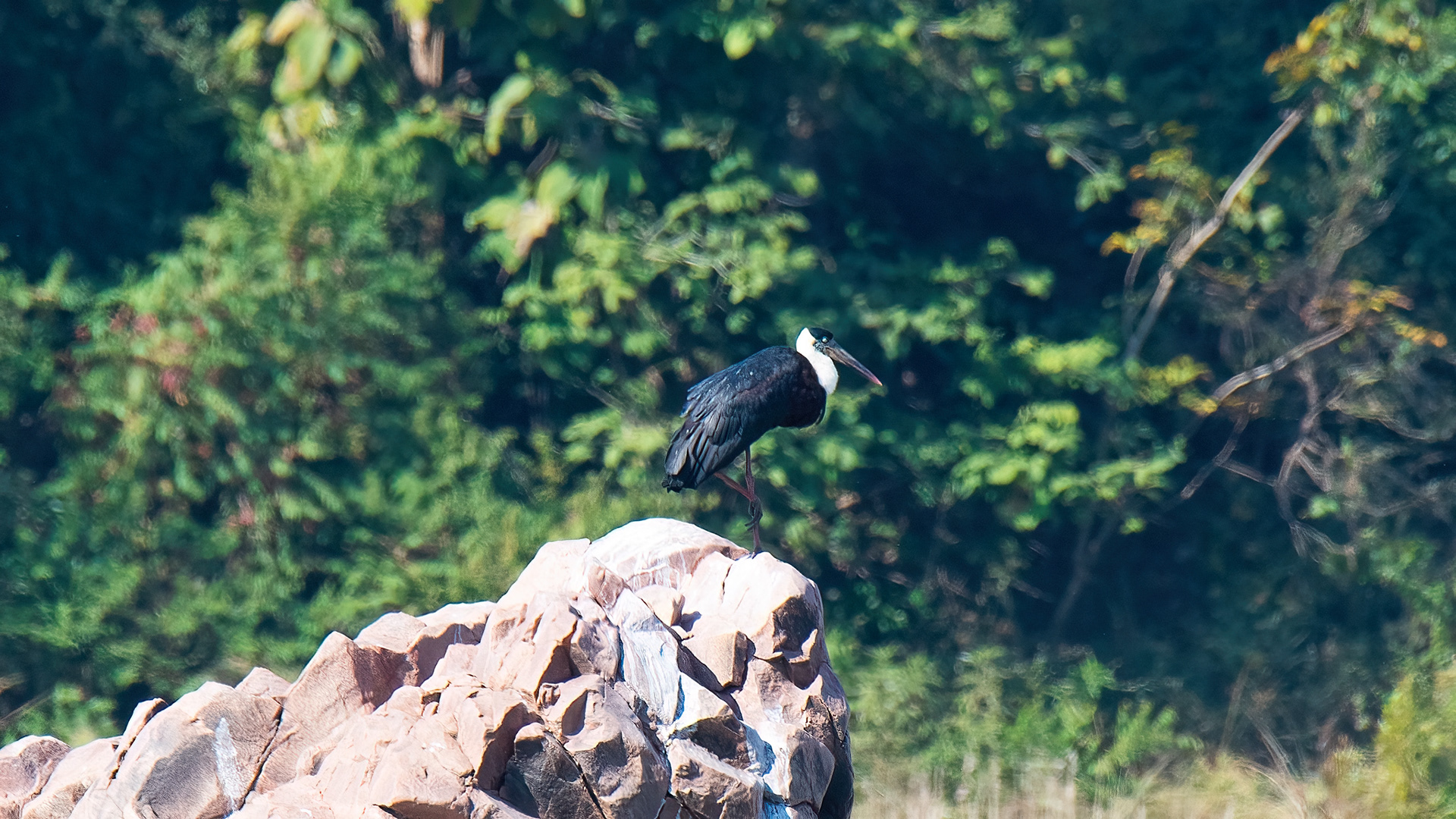 Asian Woolly-Necked Stork