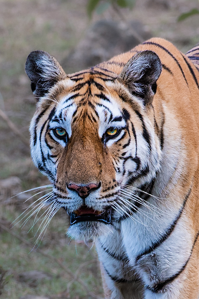 Jalphata Female, Pench MP
