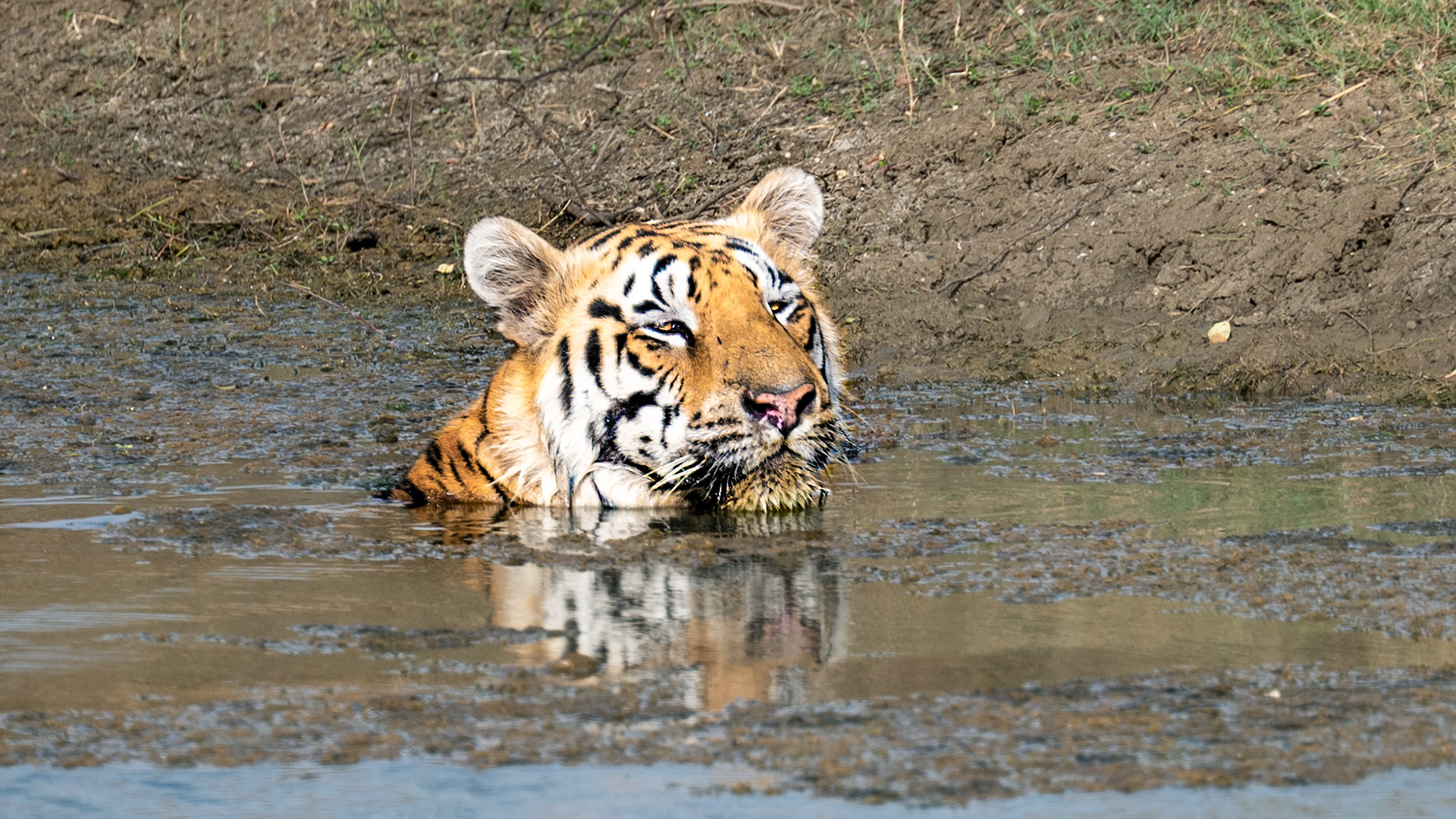 Clooarwala, Tadoba, India