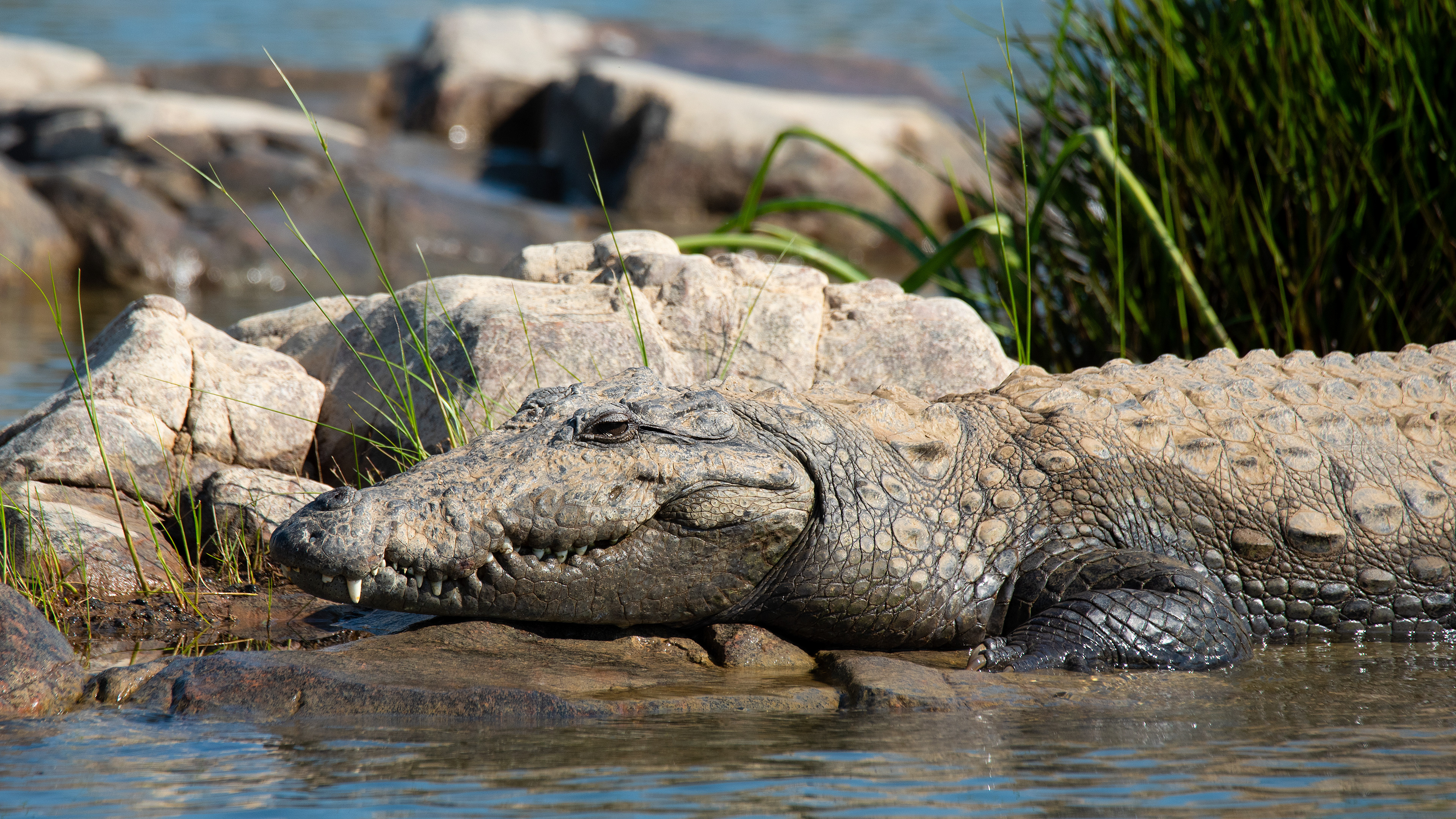 Mugger Crocodile