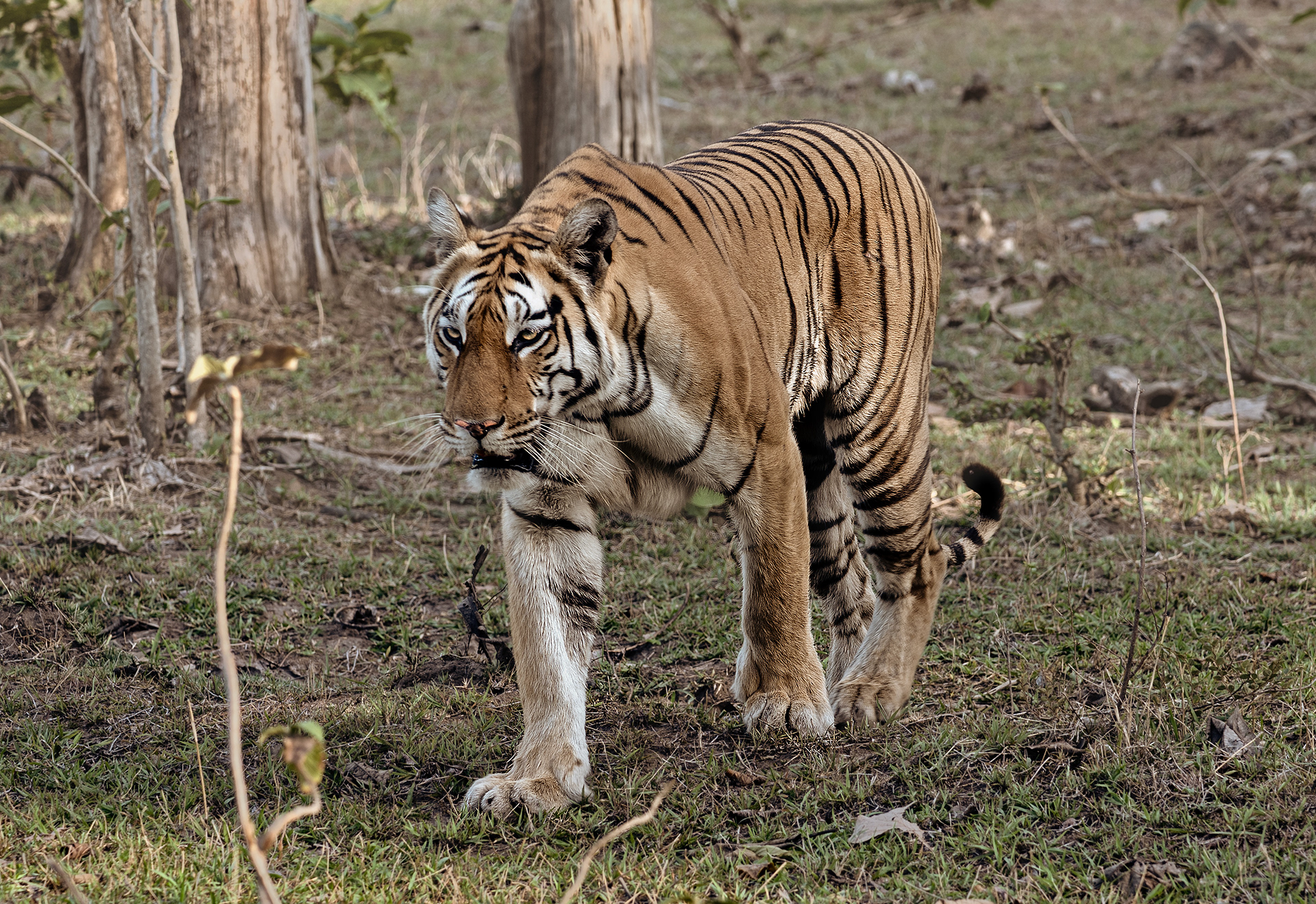 Jalphata Female, Pench MP